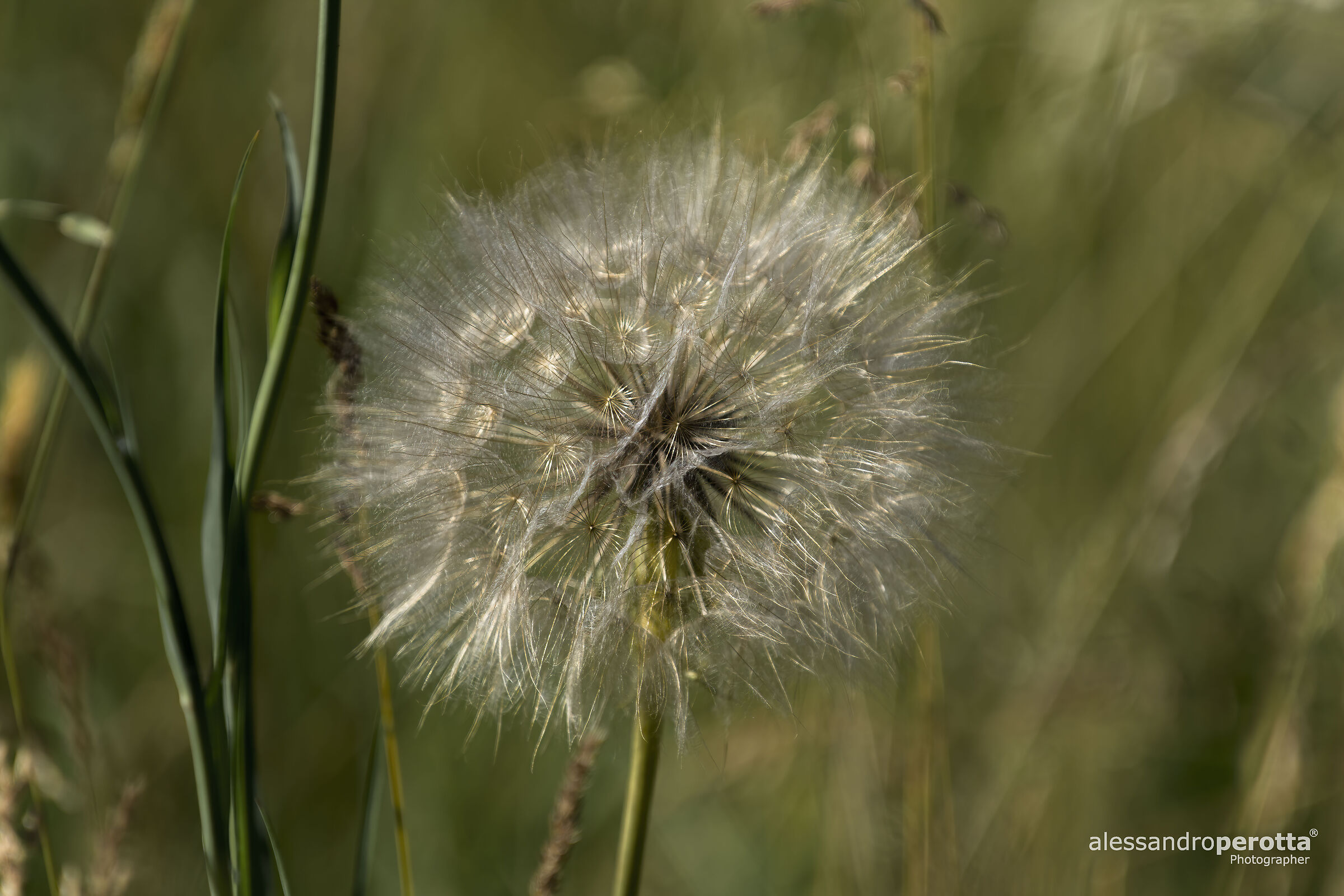 Taraxacum officinale
