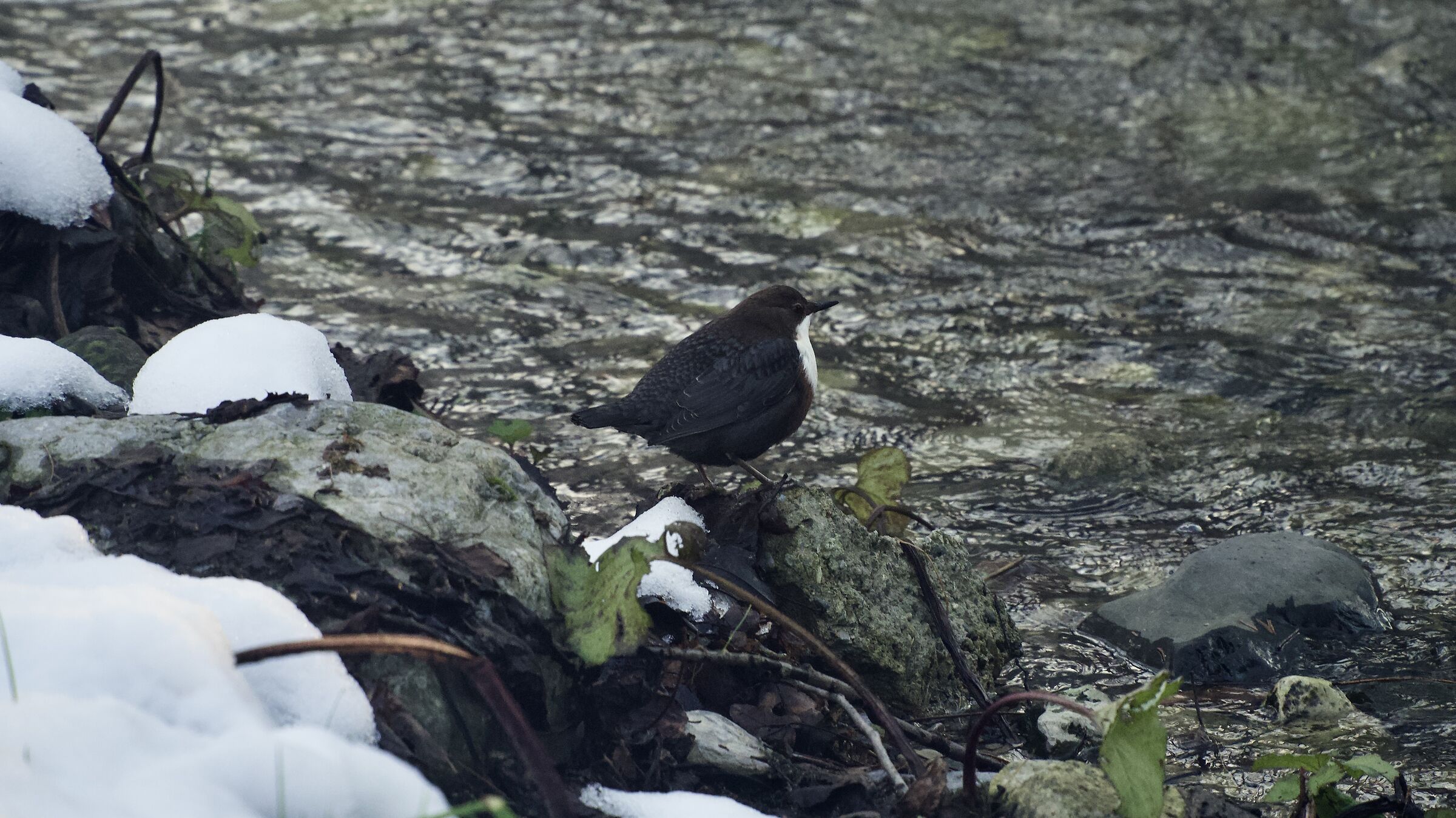 White-throated dipper