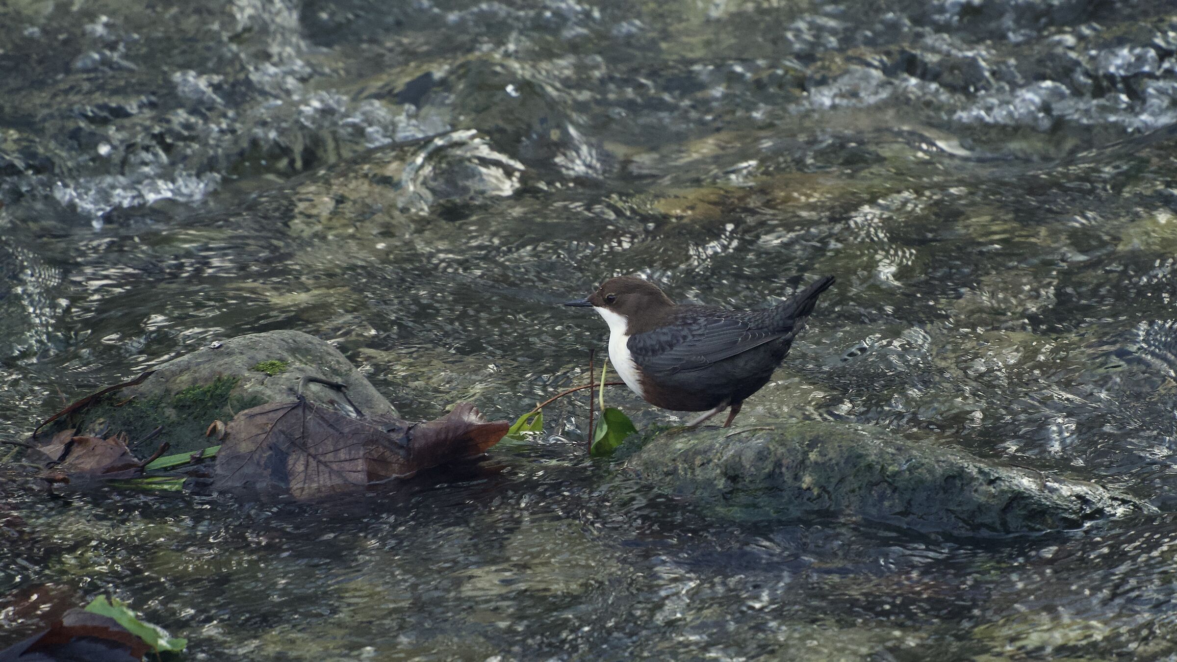 White-throated dipper