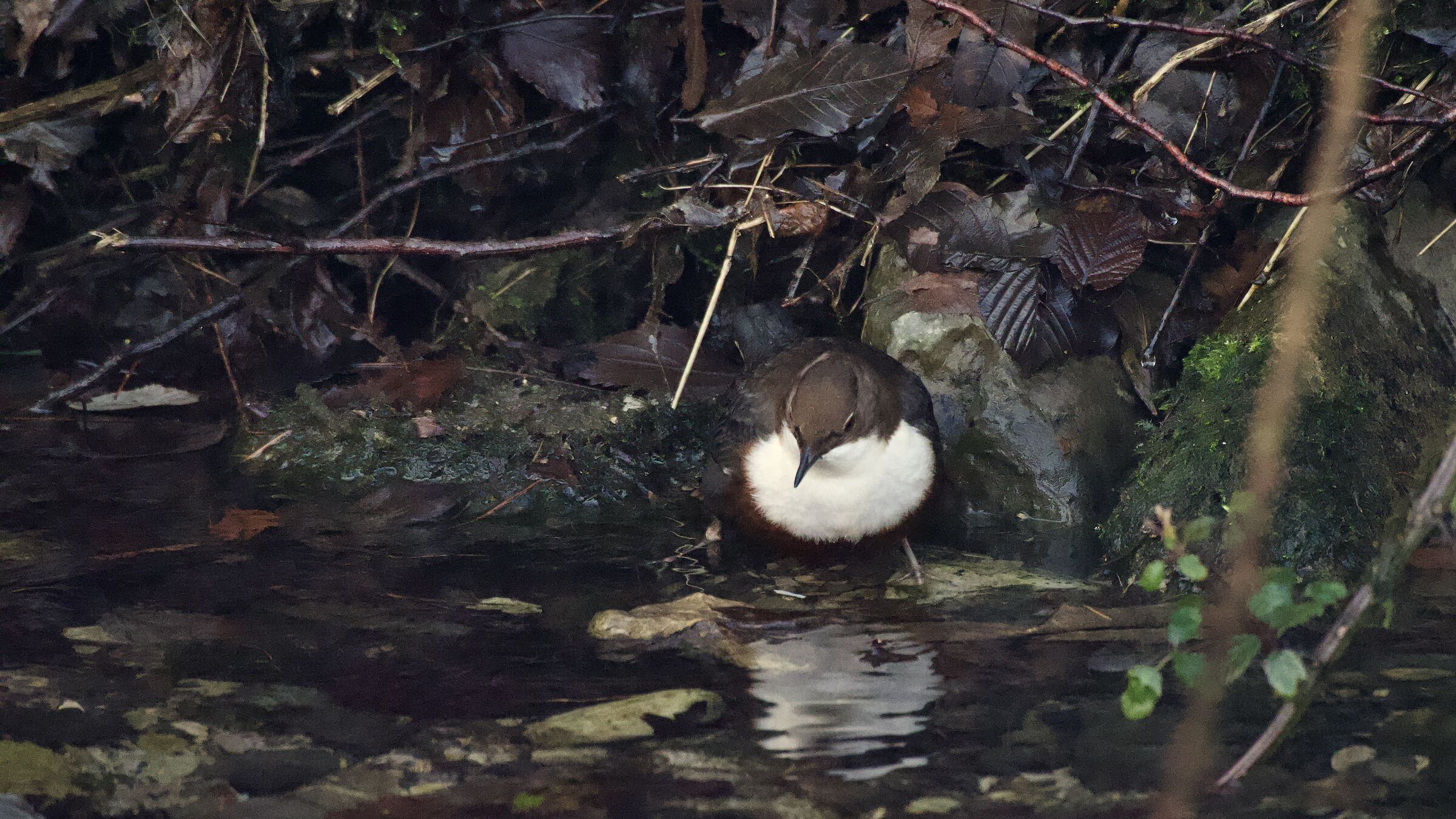 White-throated dipper