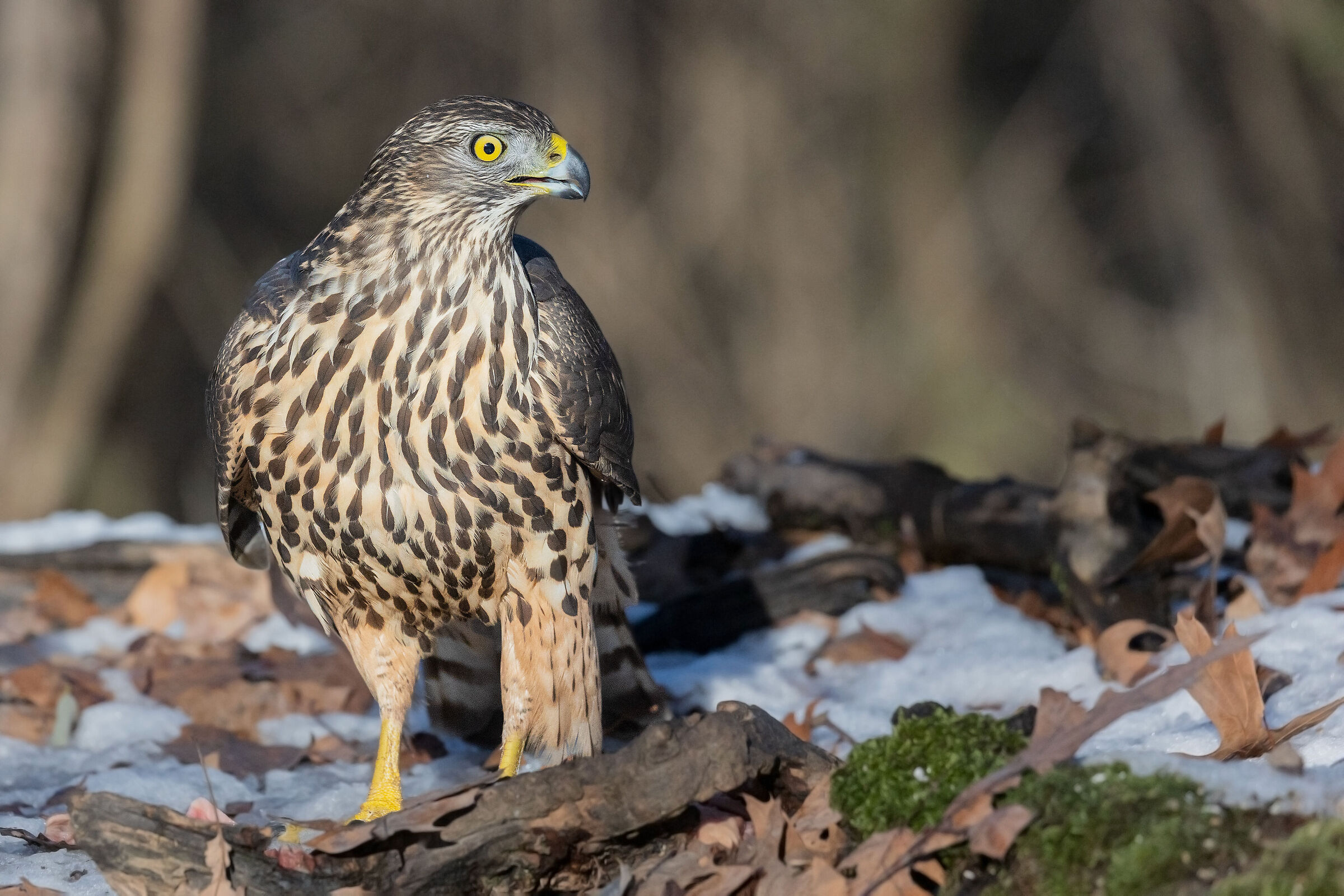 Young goshawk