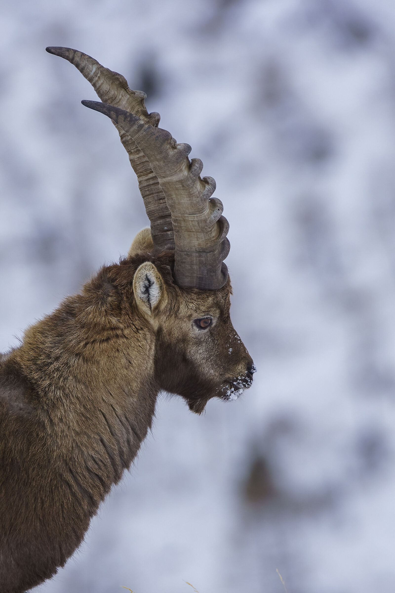 Adult ibex