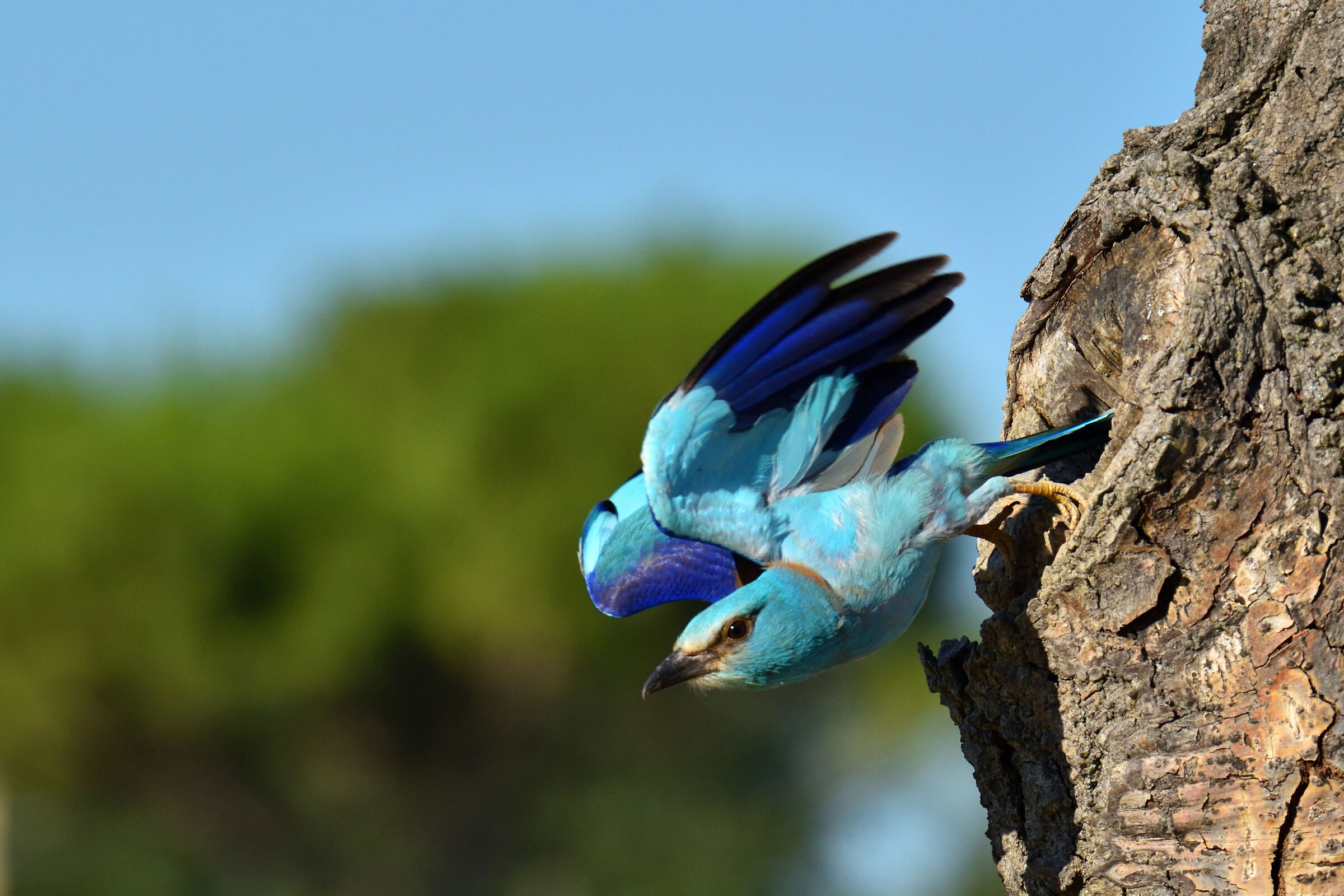 Sea jay the celestial lightning