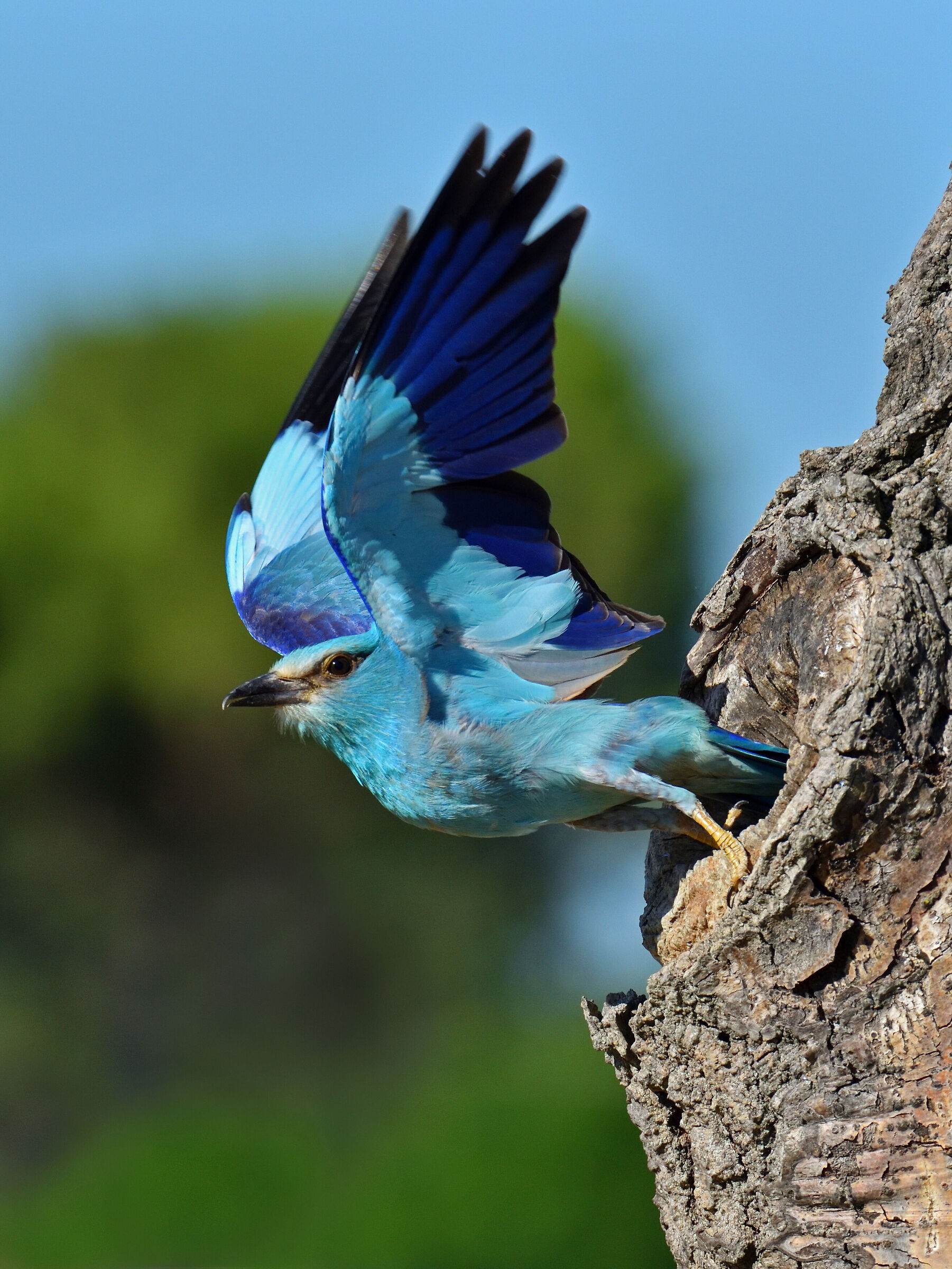 Sea jay the celestial lightning