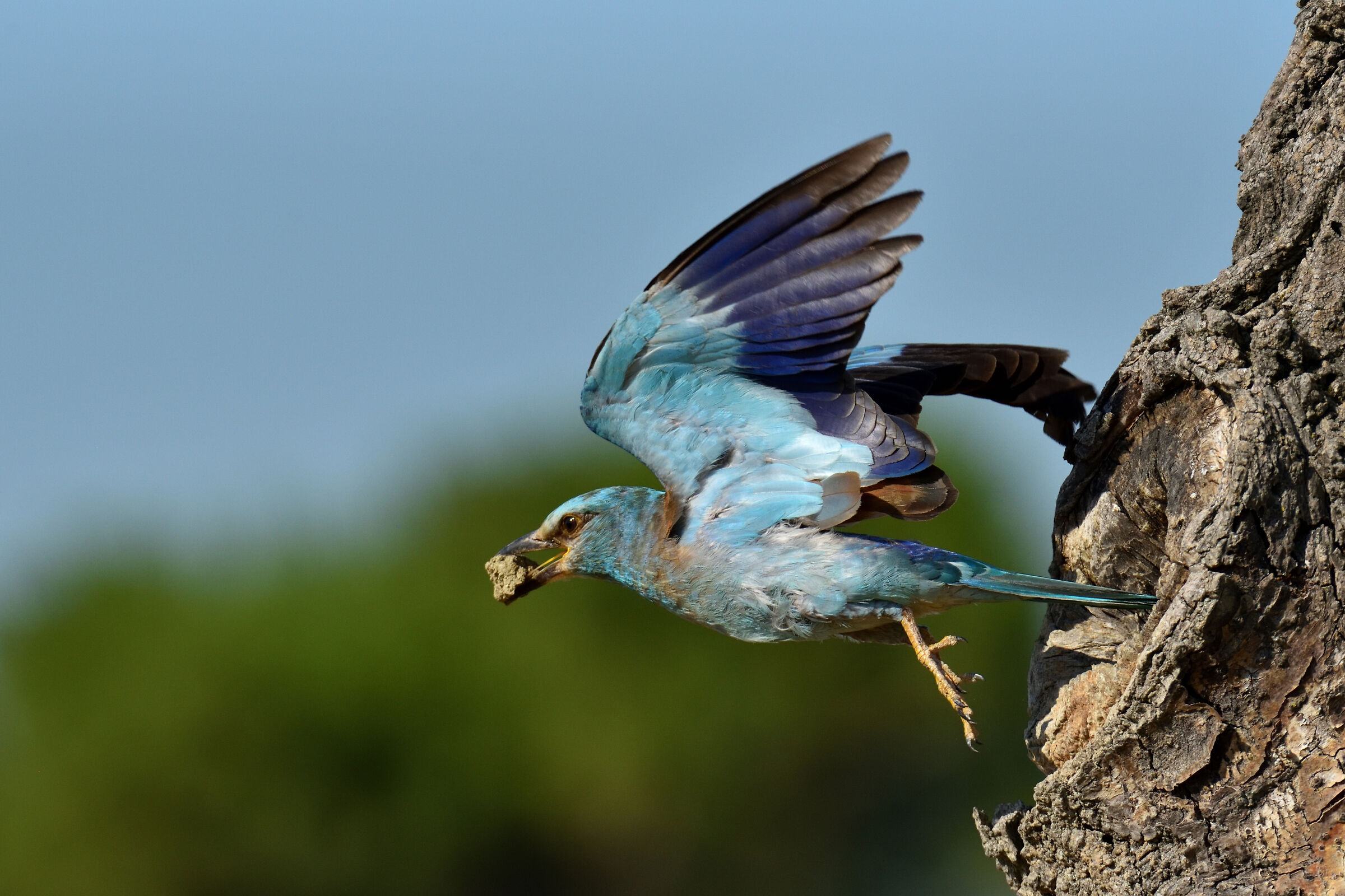 Sea jay with clay in the beak