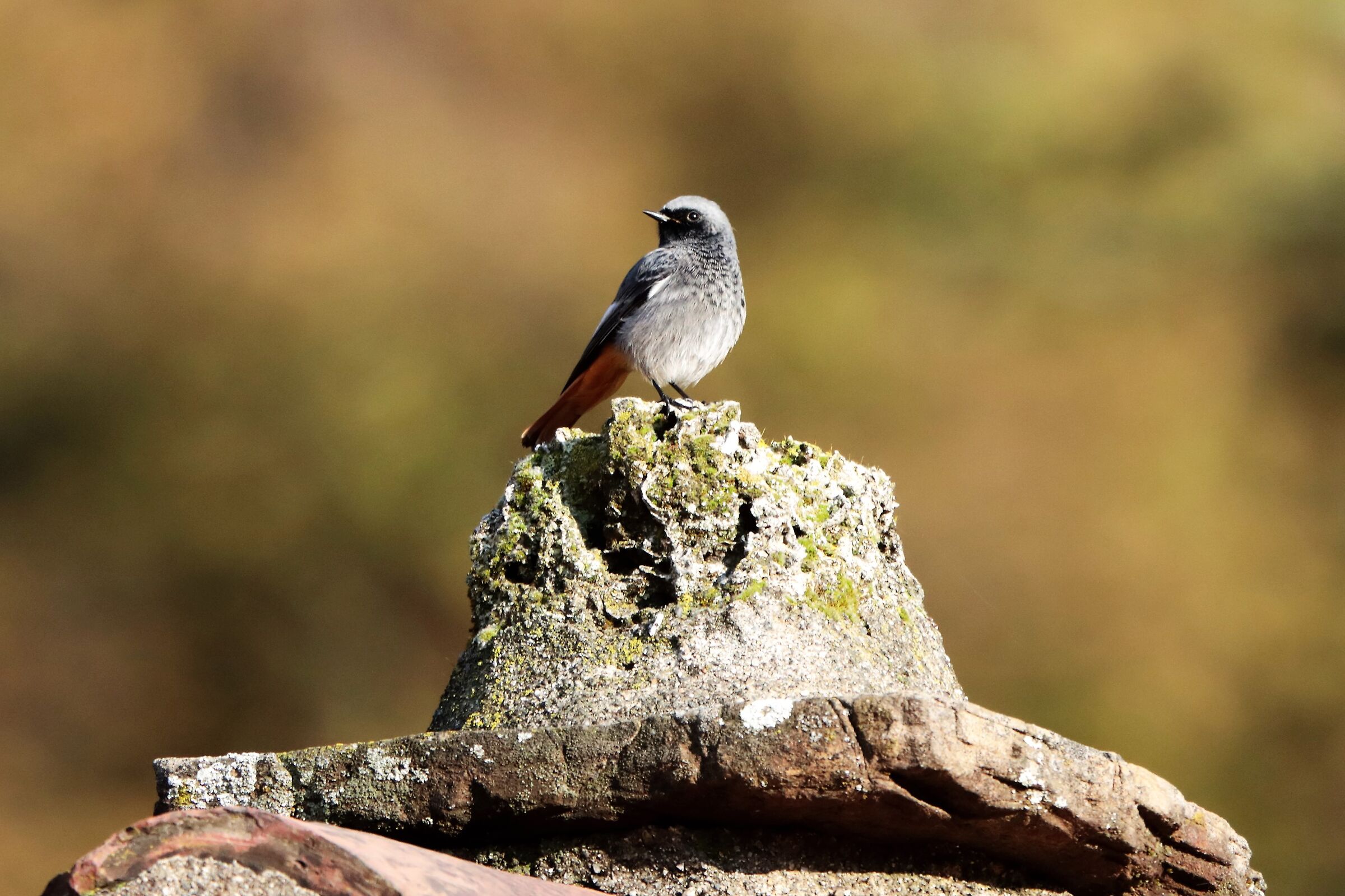 redstart