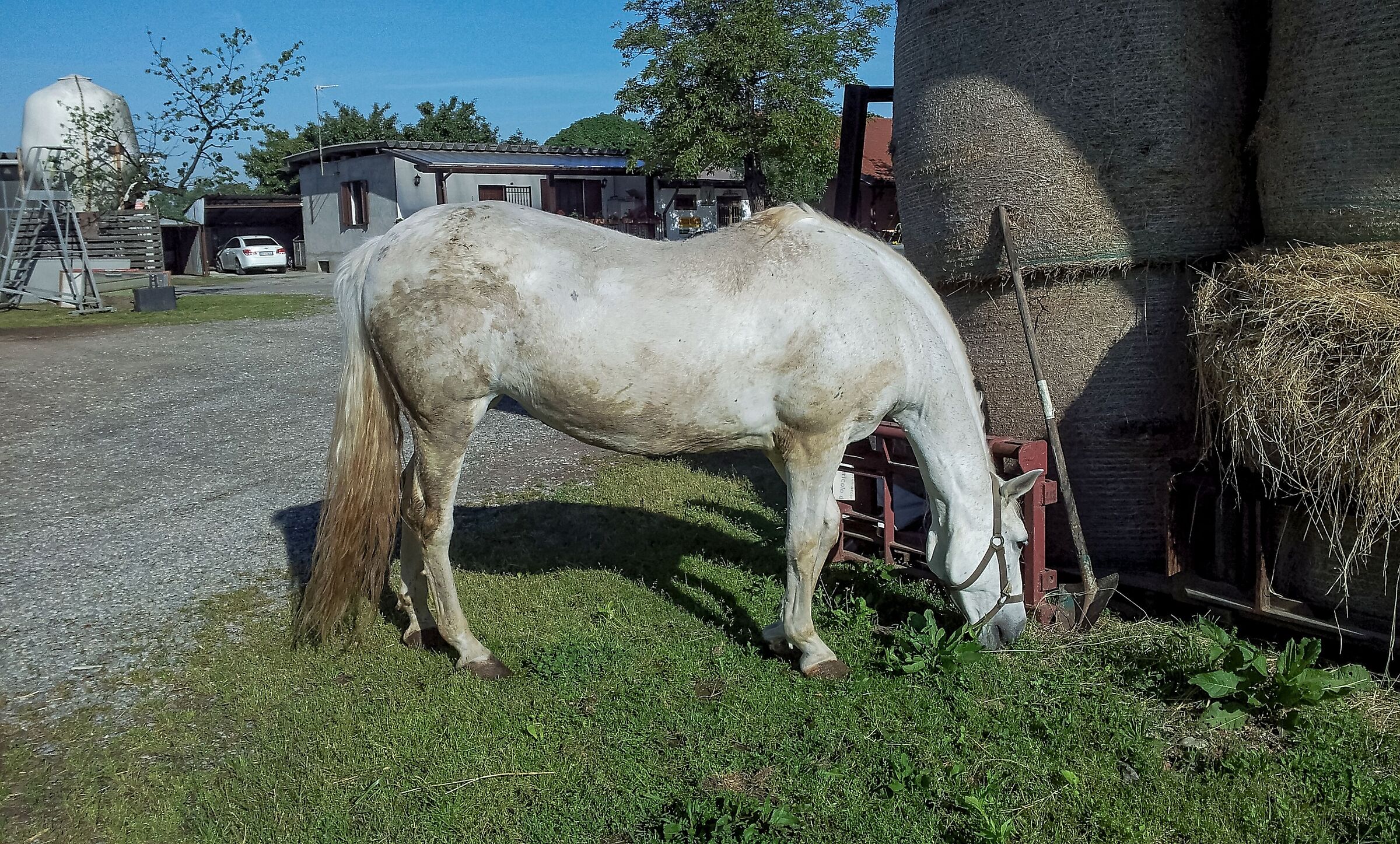 Cavallo mentre mangia 3/05/2016