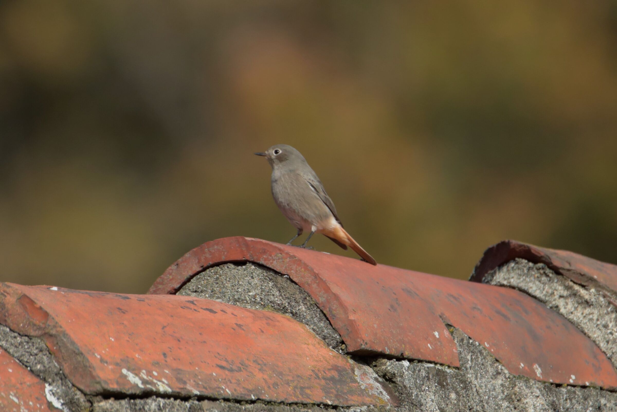 Redstart