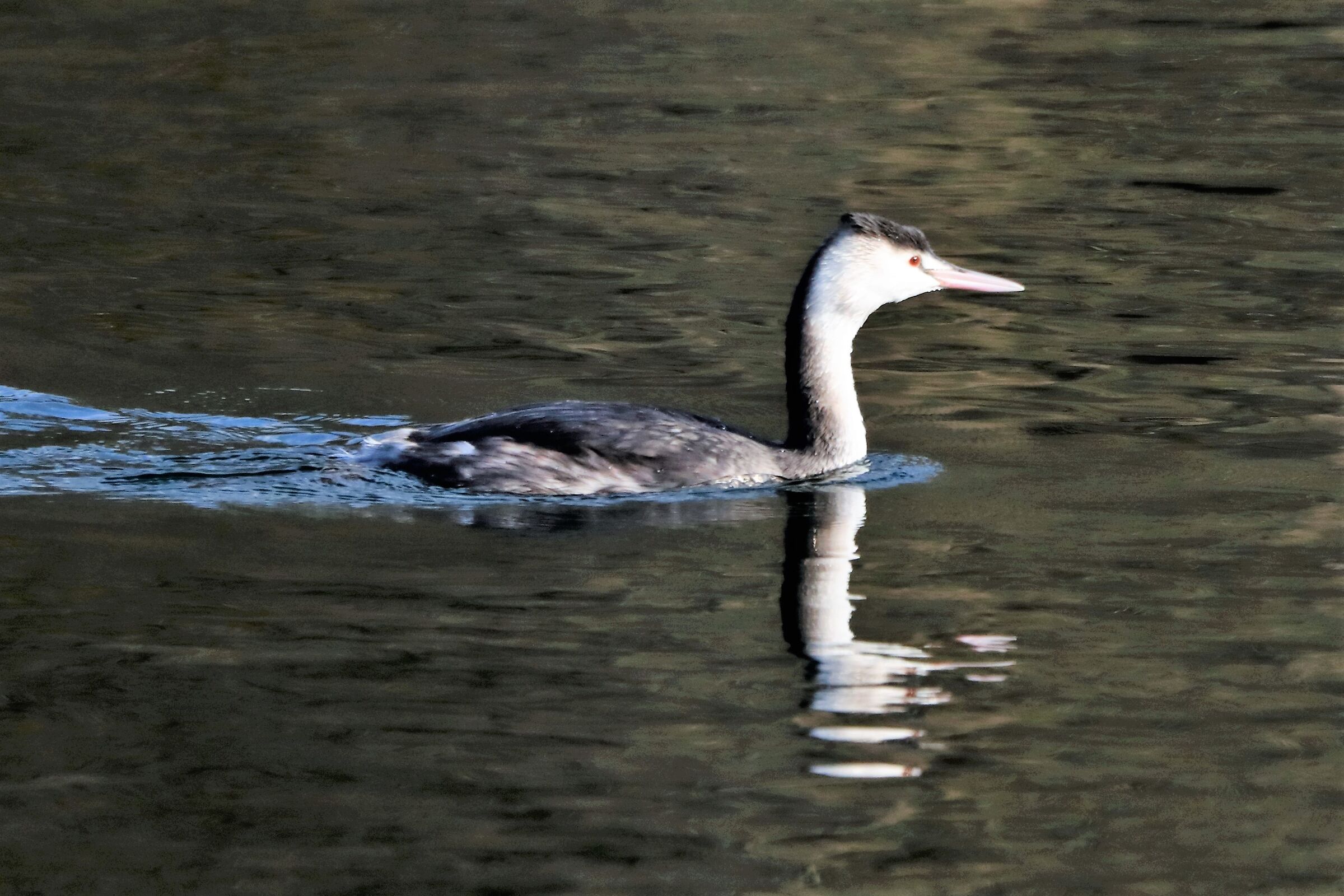 grebe