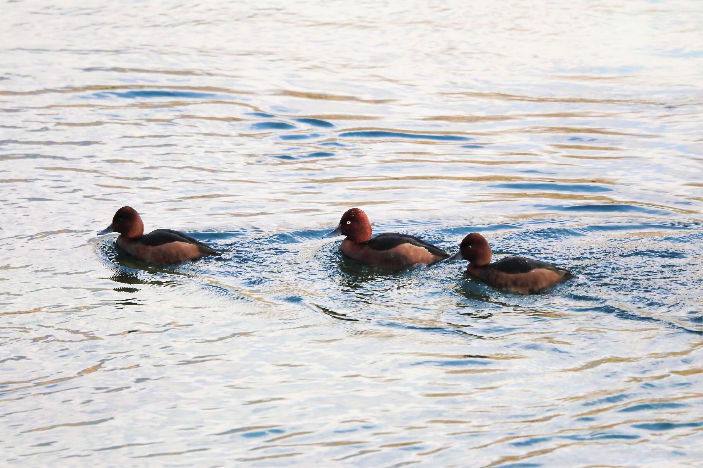 ferruginous duck