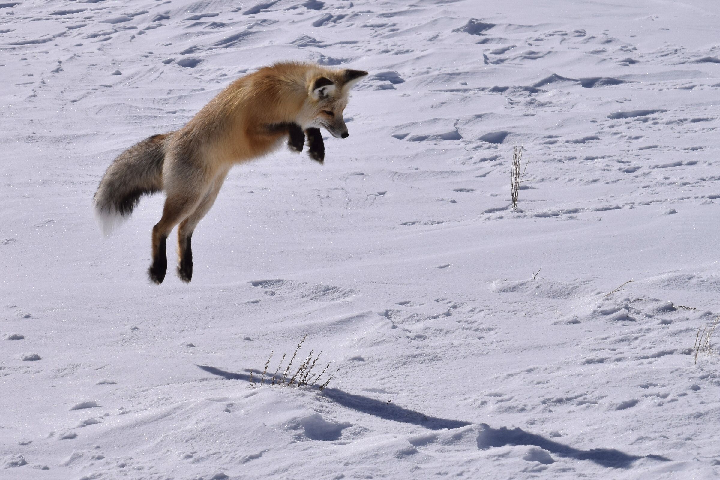 jumping over lunch