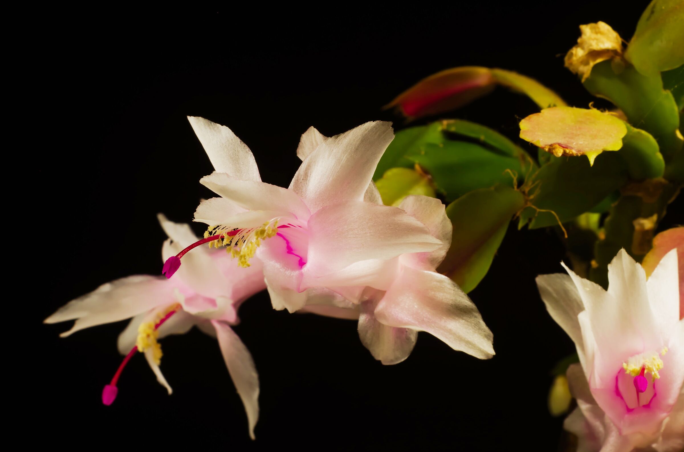 Schlumbergera truncata