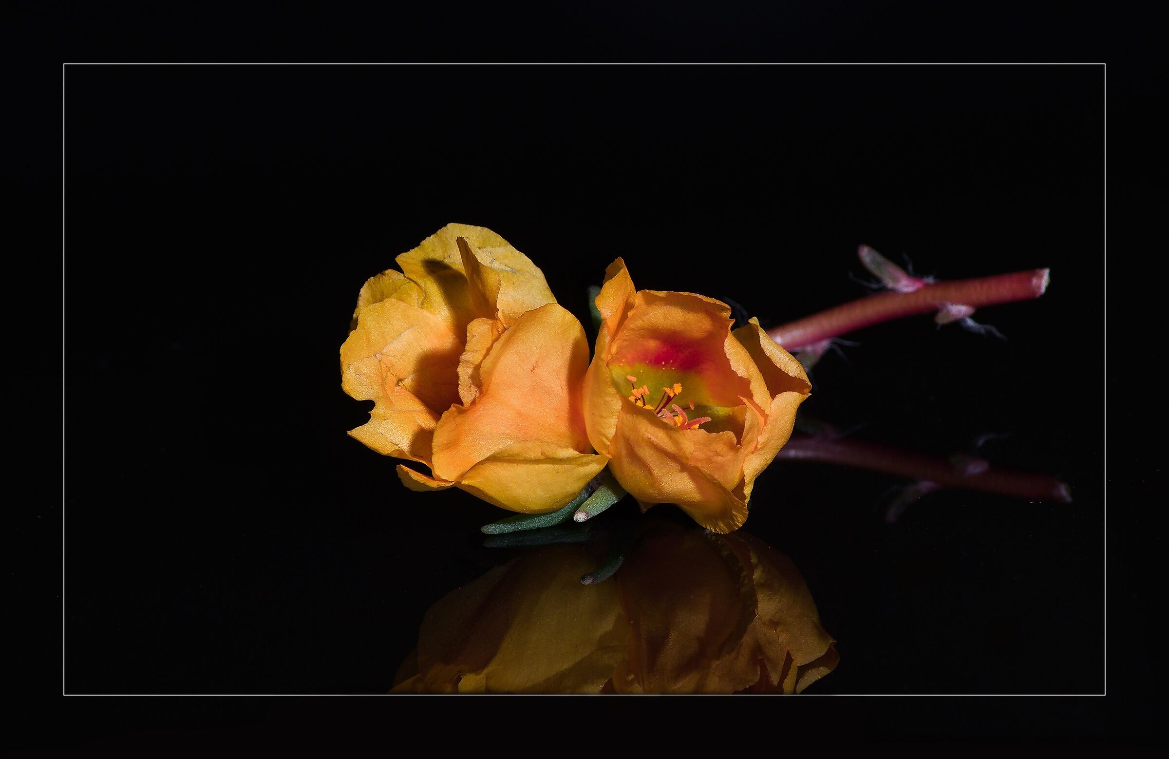 Fiore