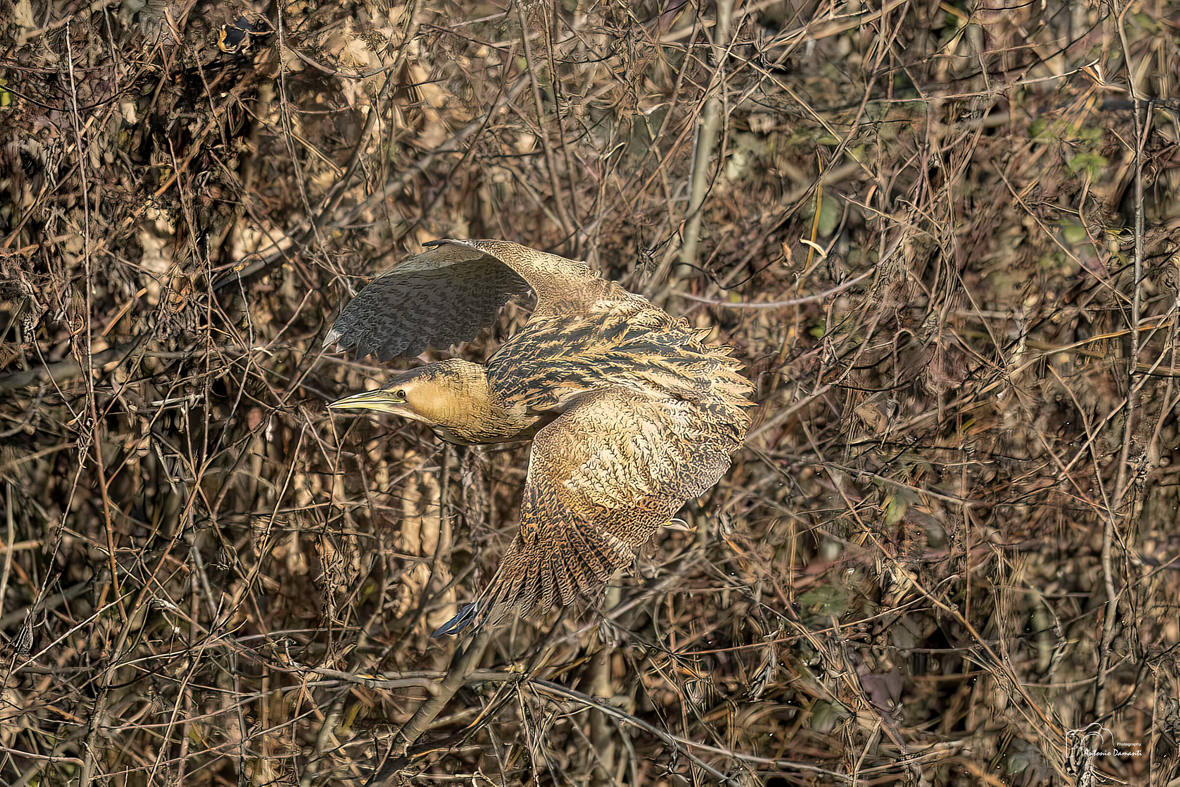 Bittern in flight 2