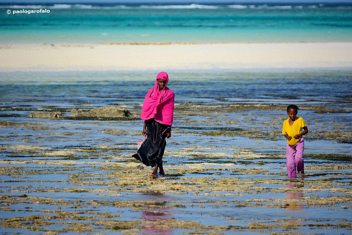 La coltivazione delle alghe