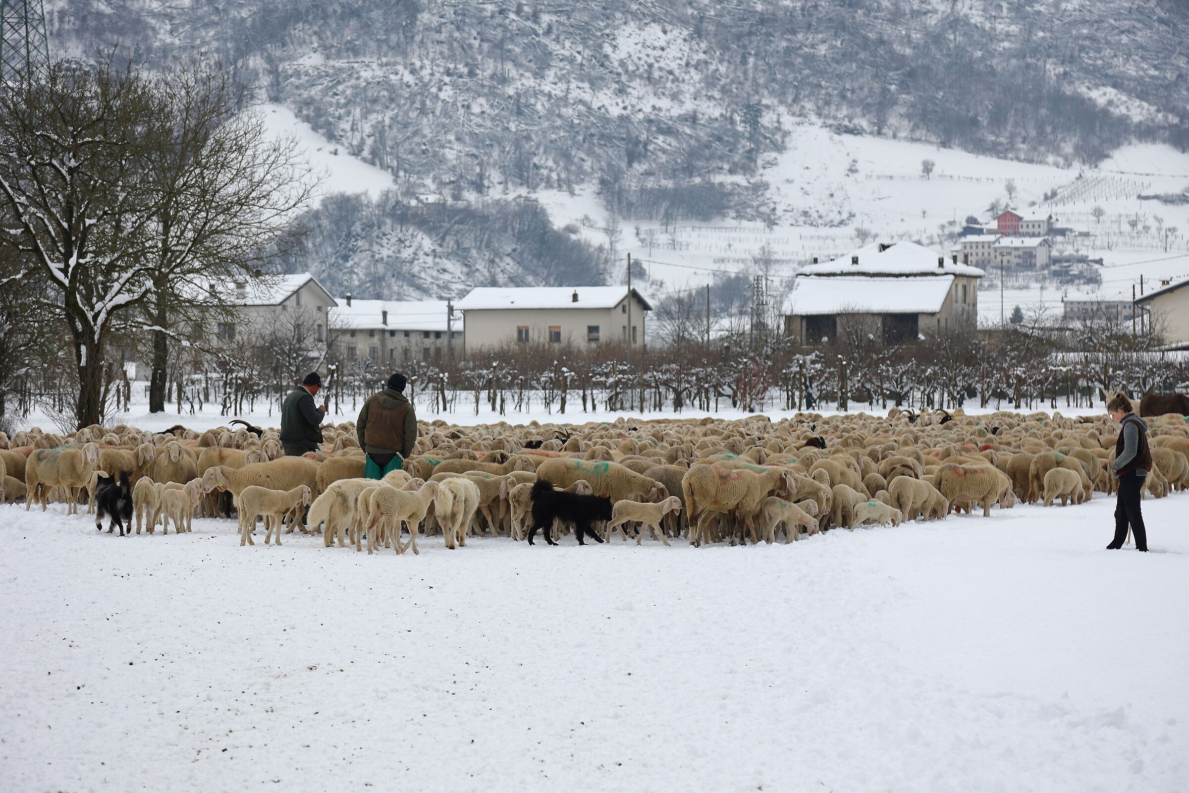Dura la vita del pastore!