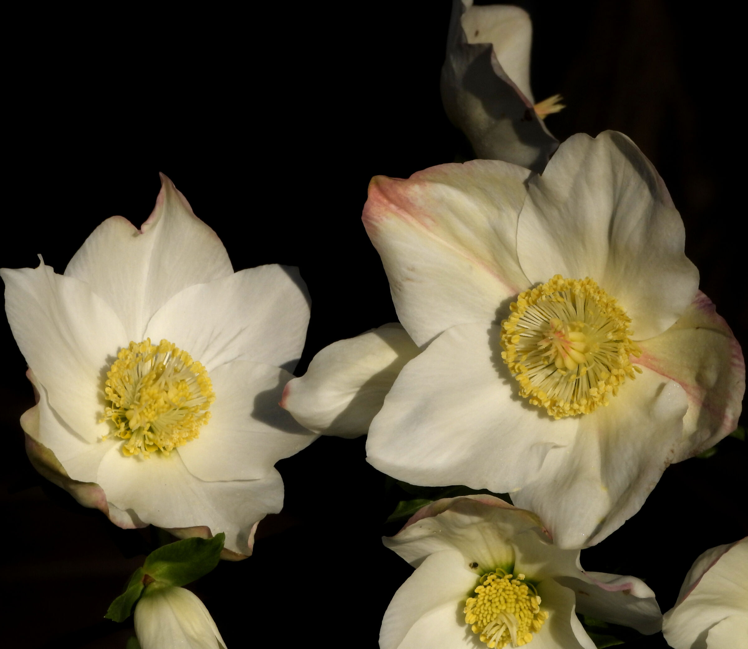 Helleborus niger Royal Jacobs