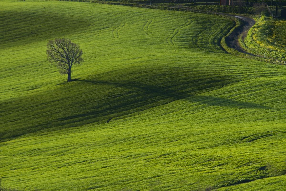 ...Grano germogliato...