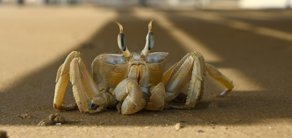 An inhabitant of Marina
