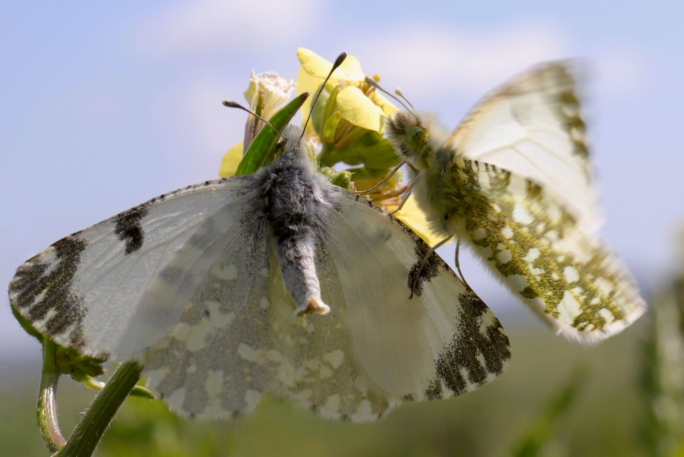 Pieris Daplidice (fase d'accoppiamento)