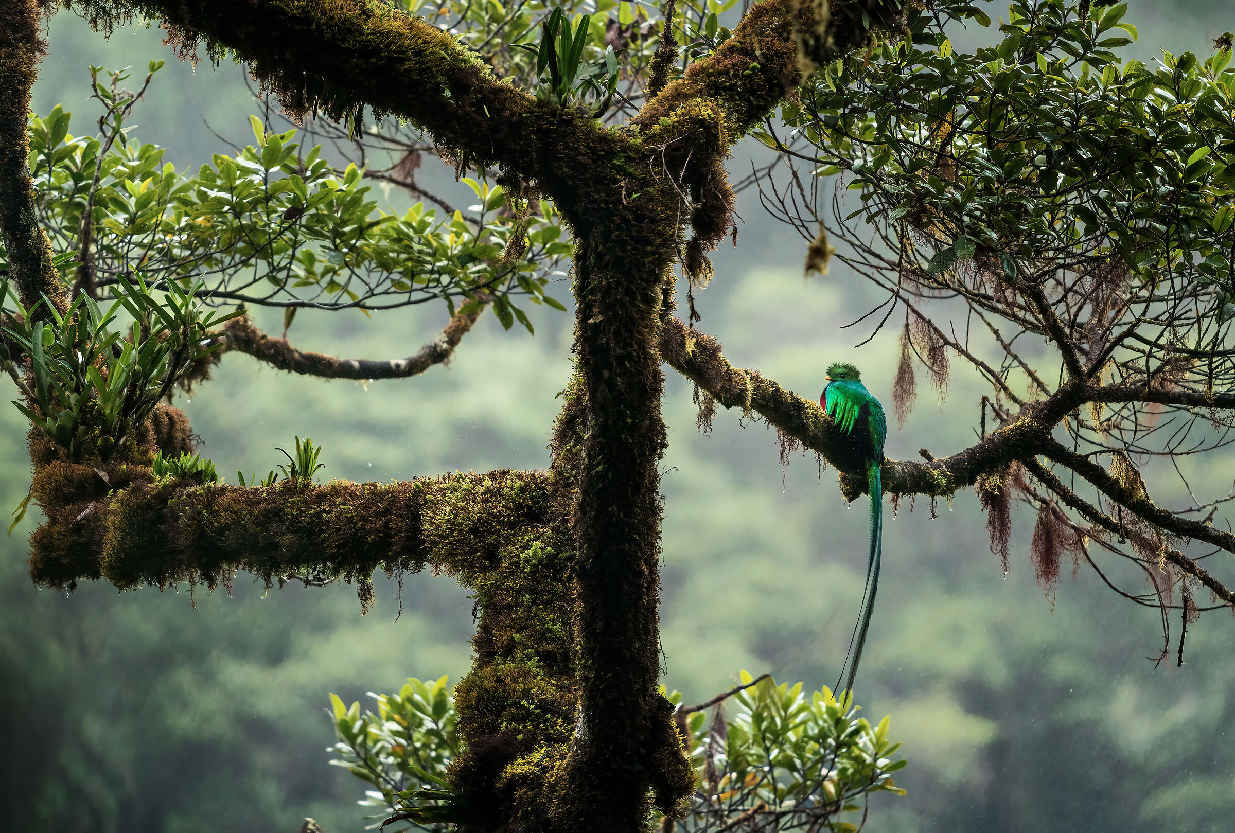 Divinità Precolombiana
