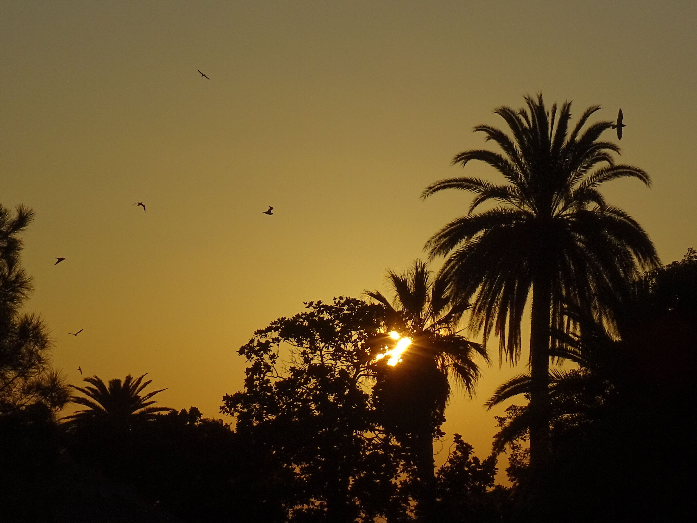 Palm trees and seagulls