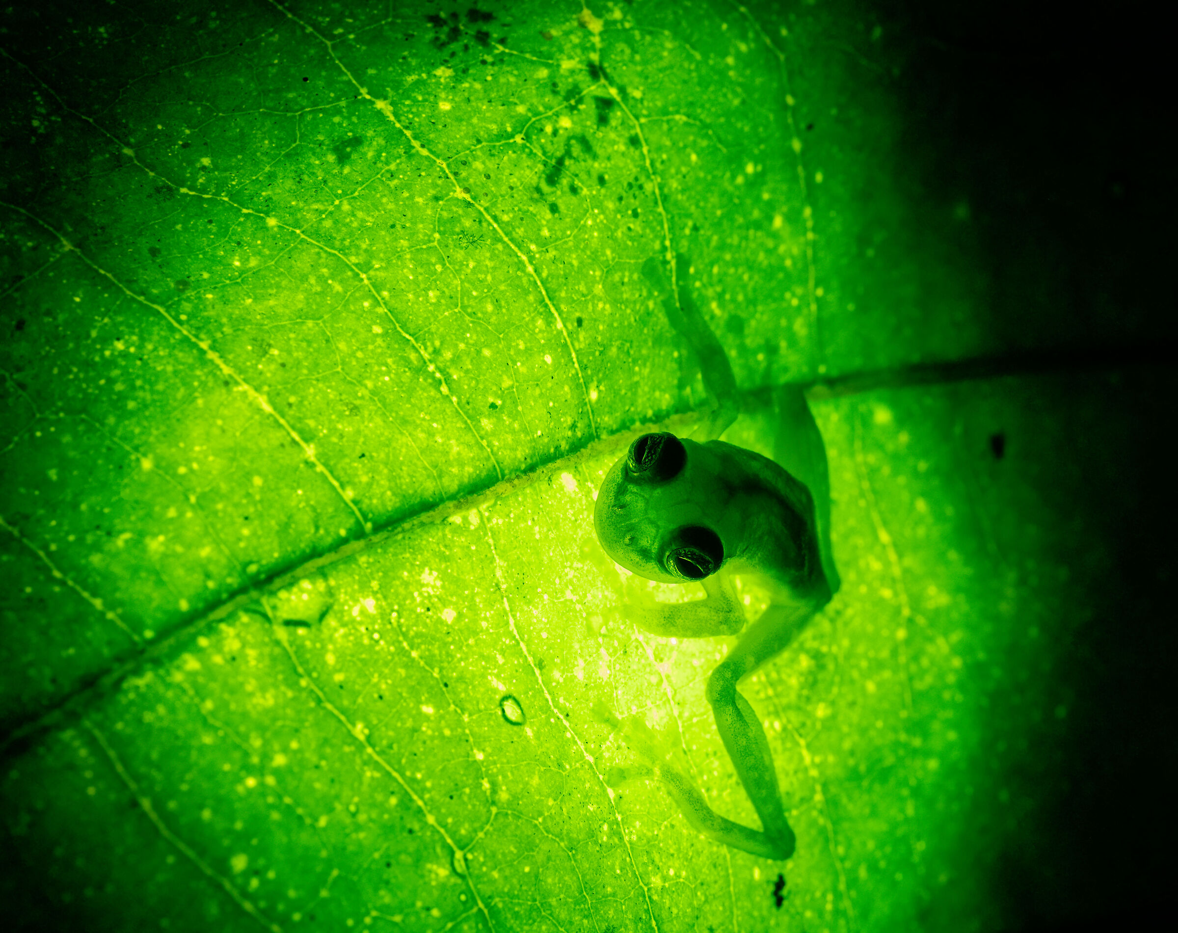 Spiny Glass Frog
