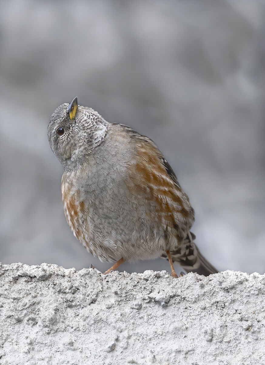 il sordone di marone