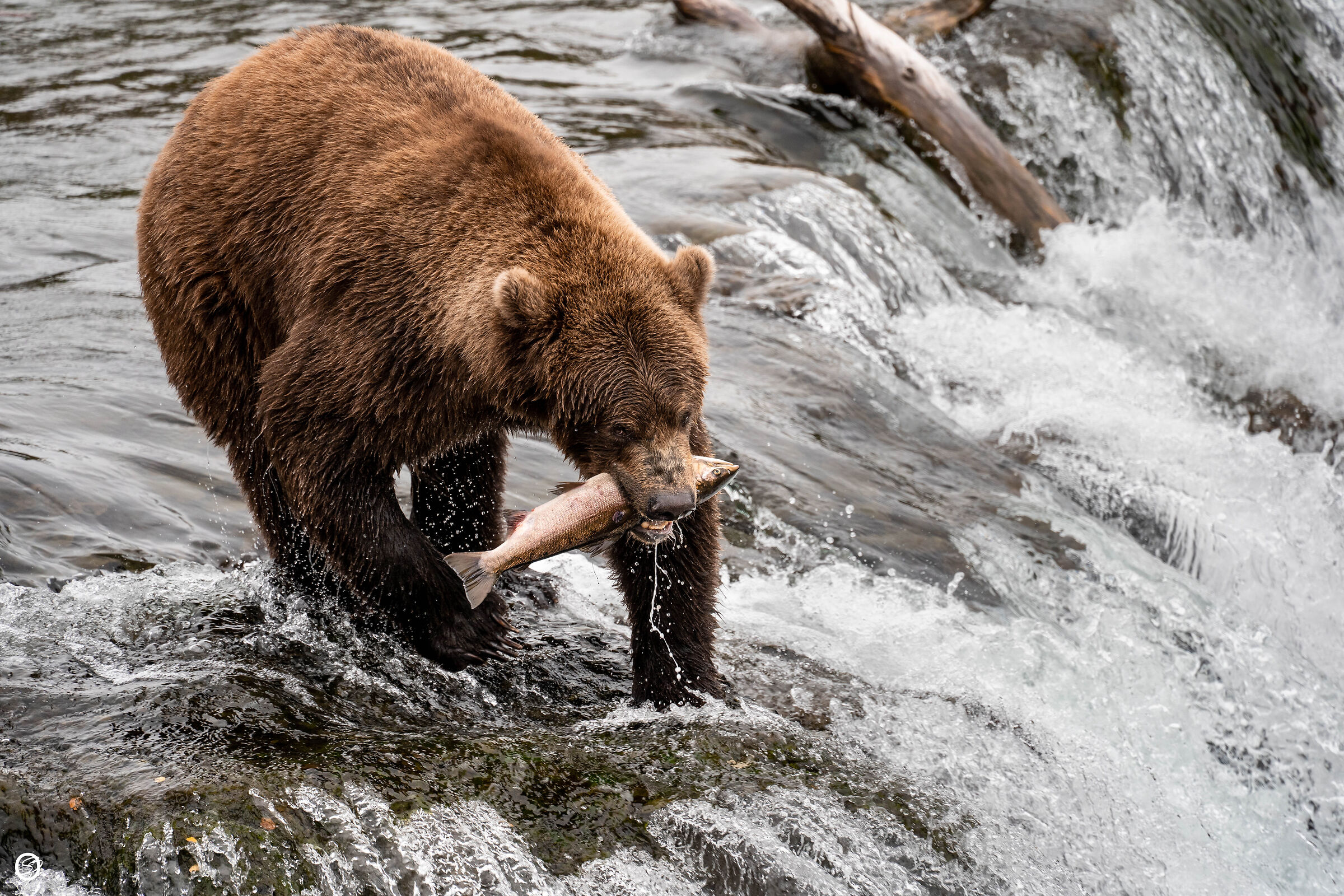 Brooks Falls- Katmai NP- Alaska
