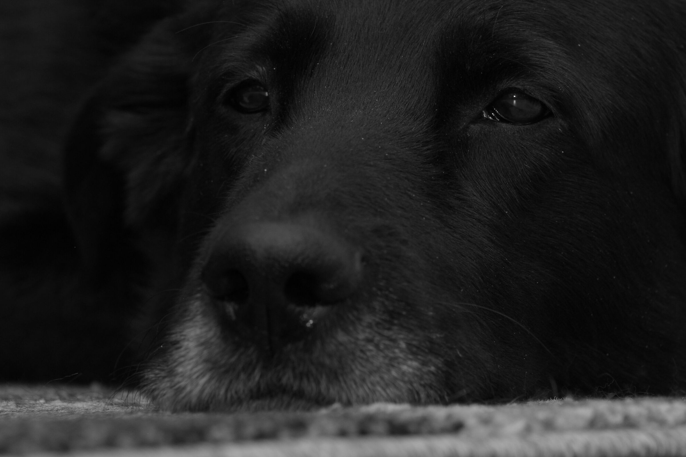 Black in B&W