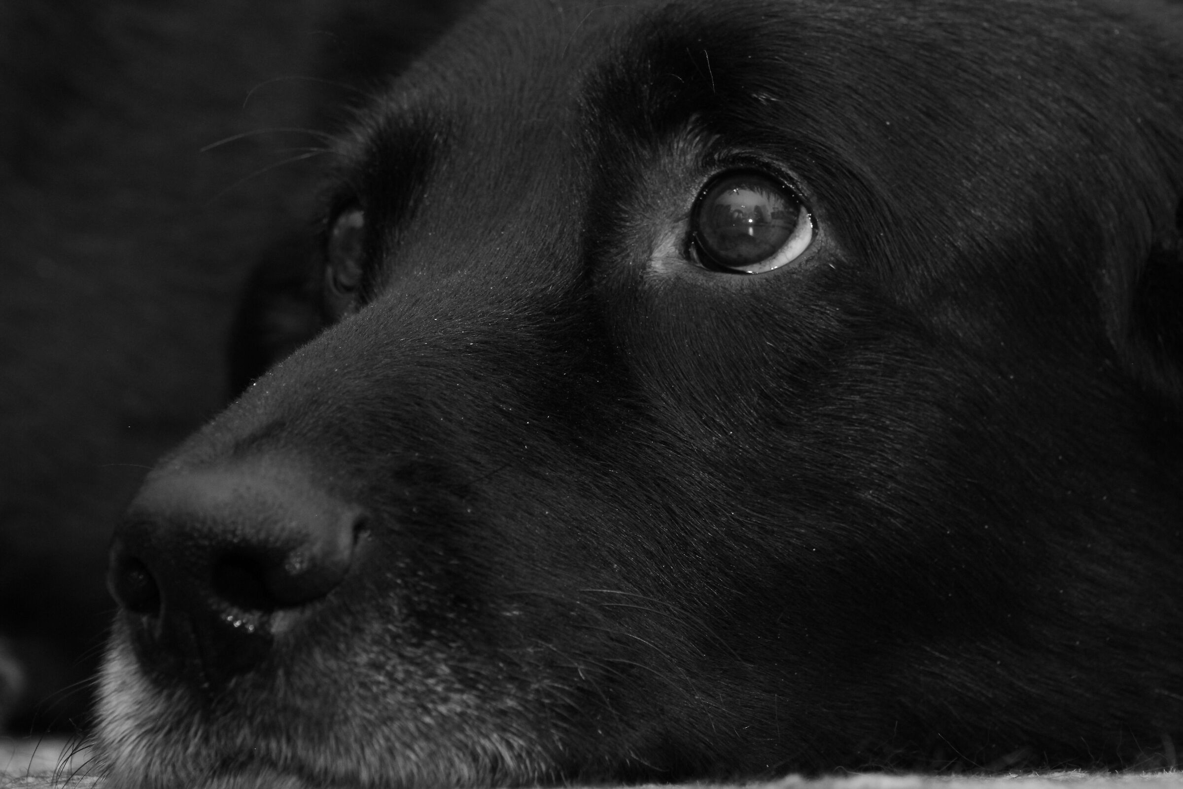 Black in B&W 2