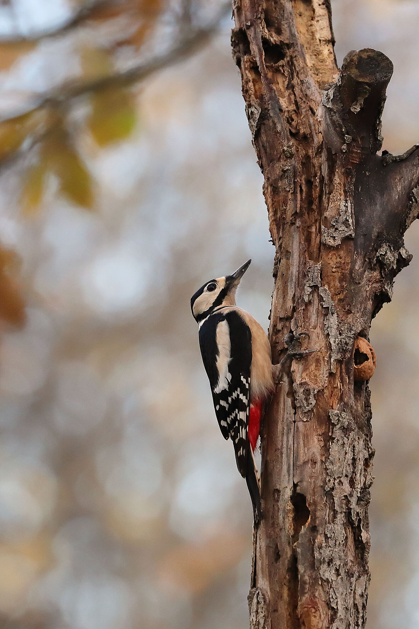 RED WOODPECKER