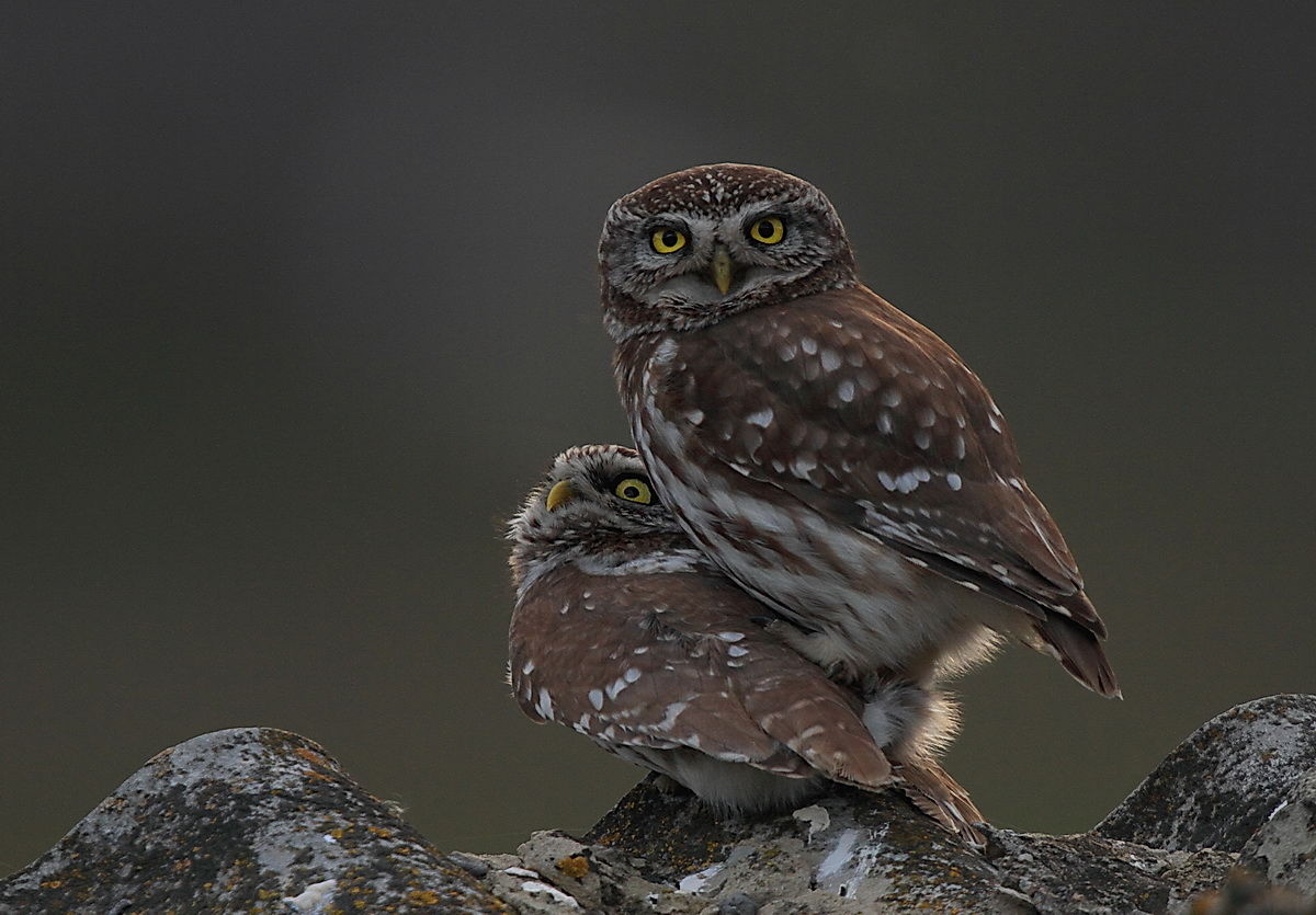 civette in accoppiamento