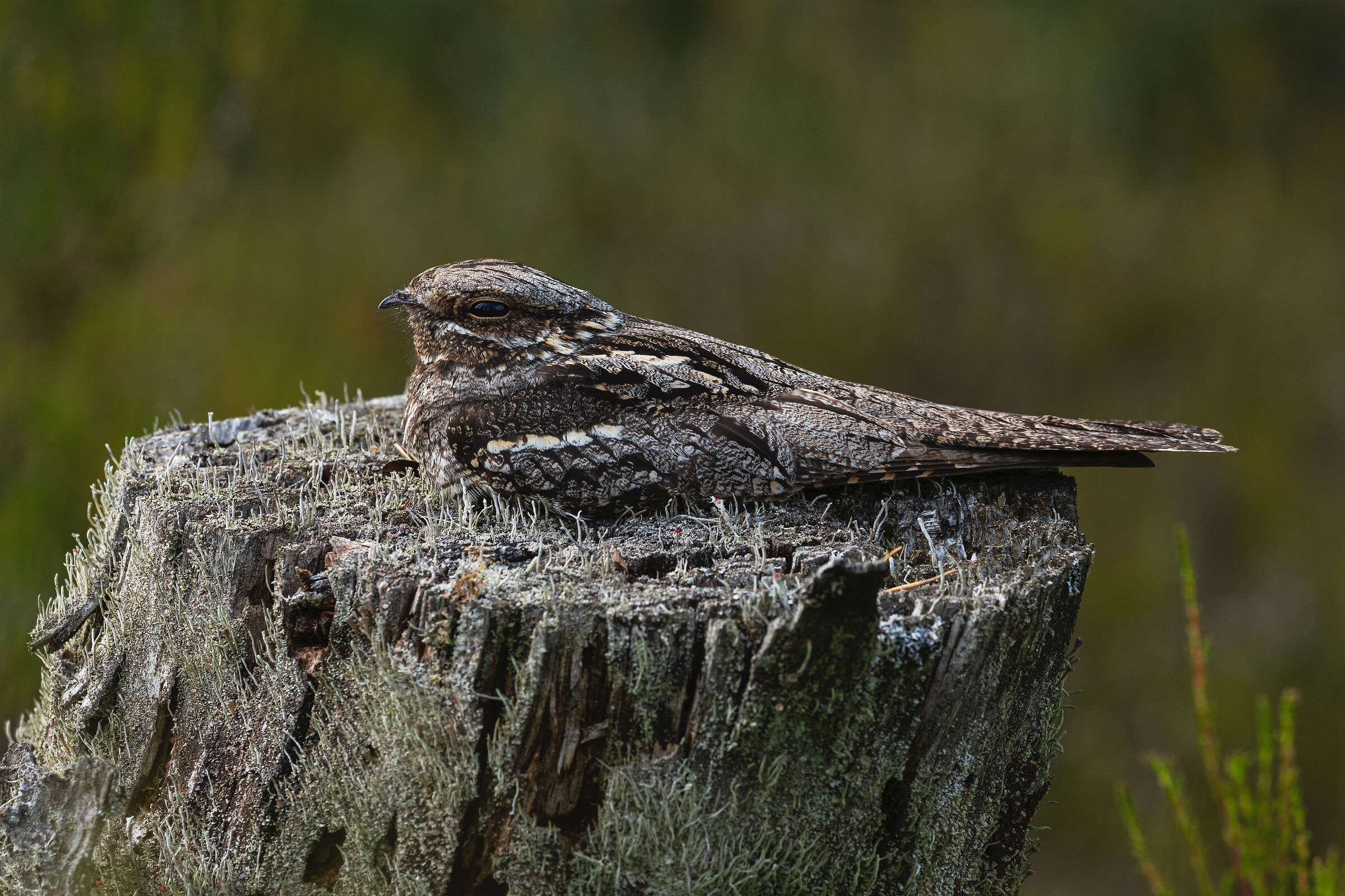 European nightjar