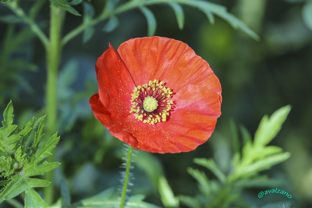 Poppy (Papaver rhoeas)