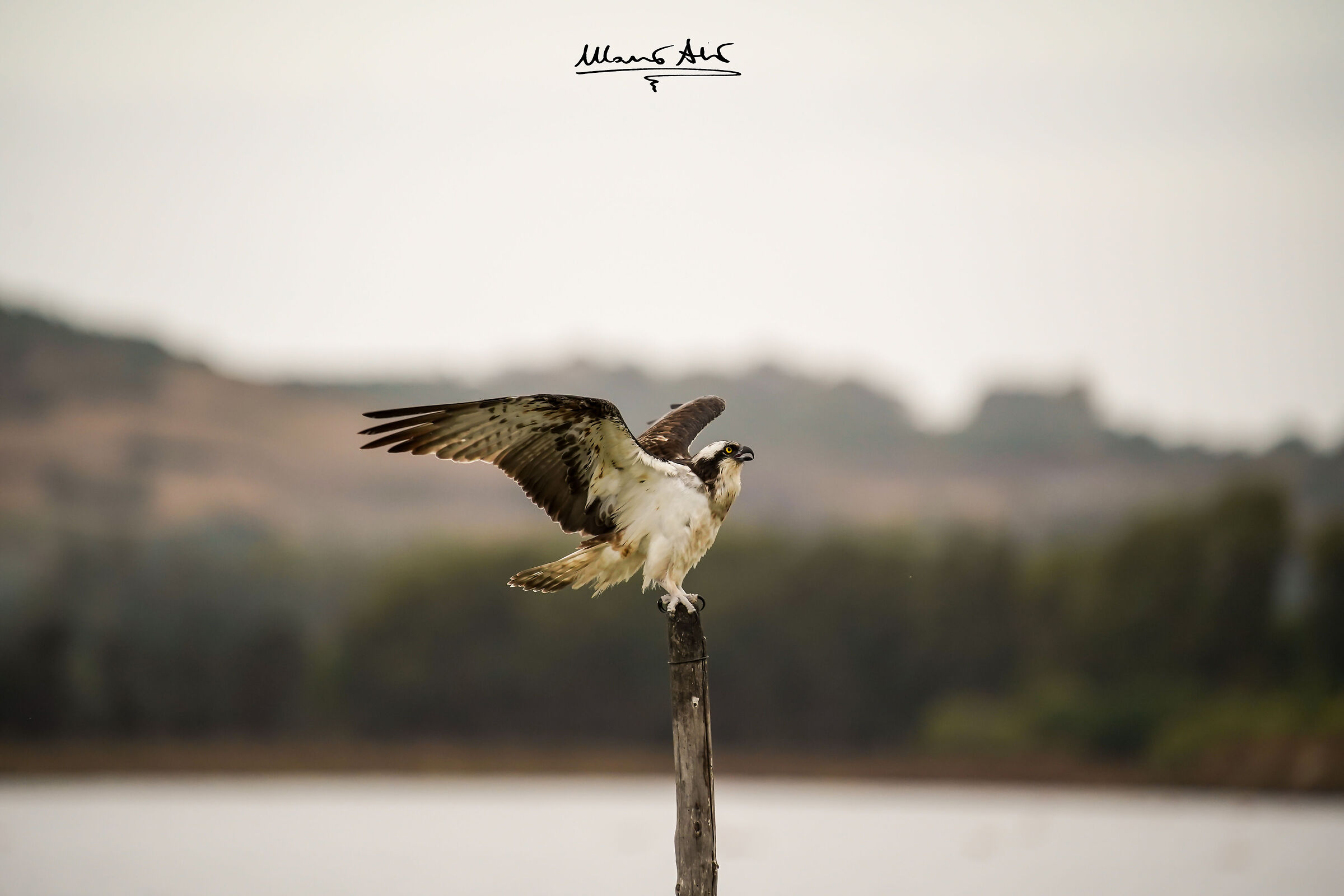 Falco pescatore