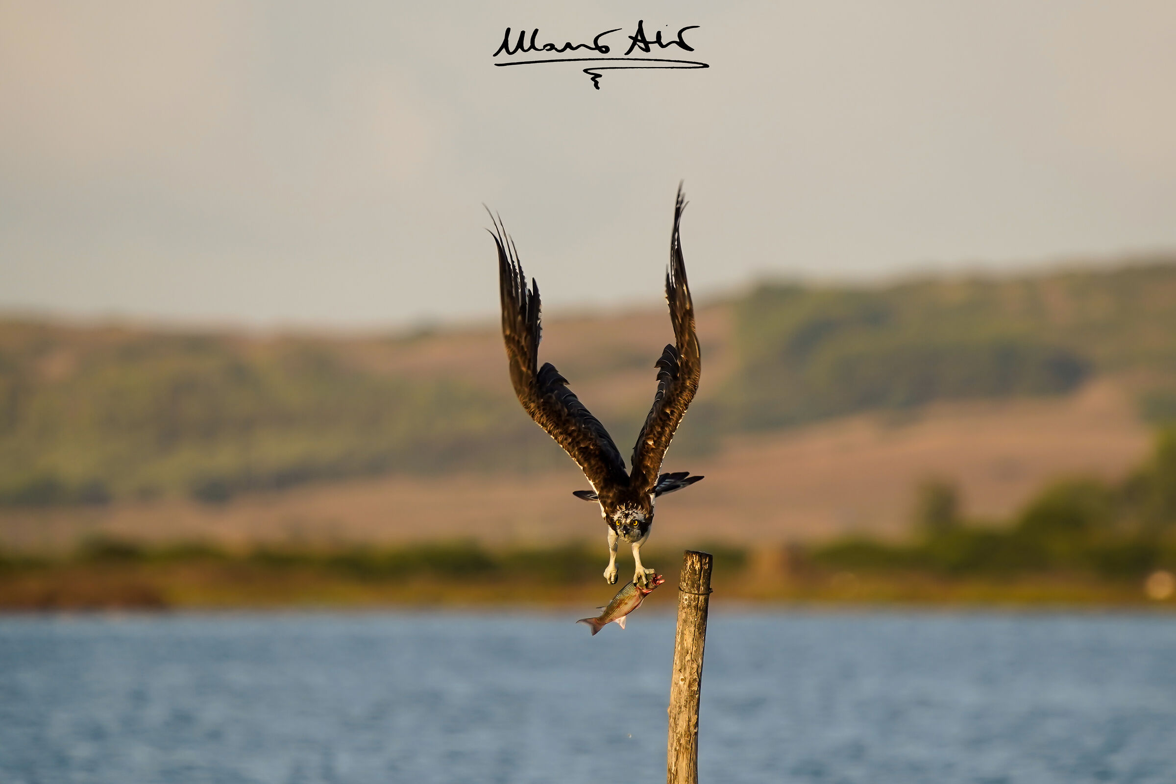 Falco pescatore