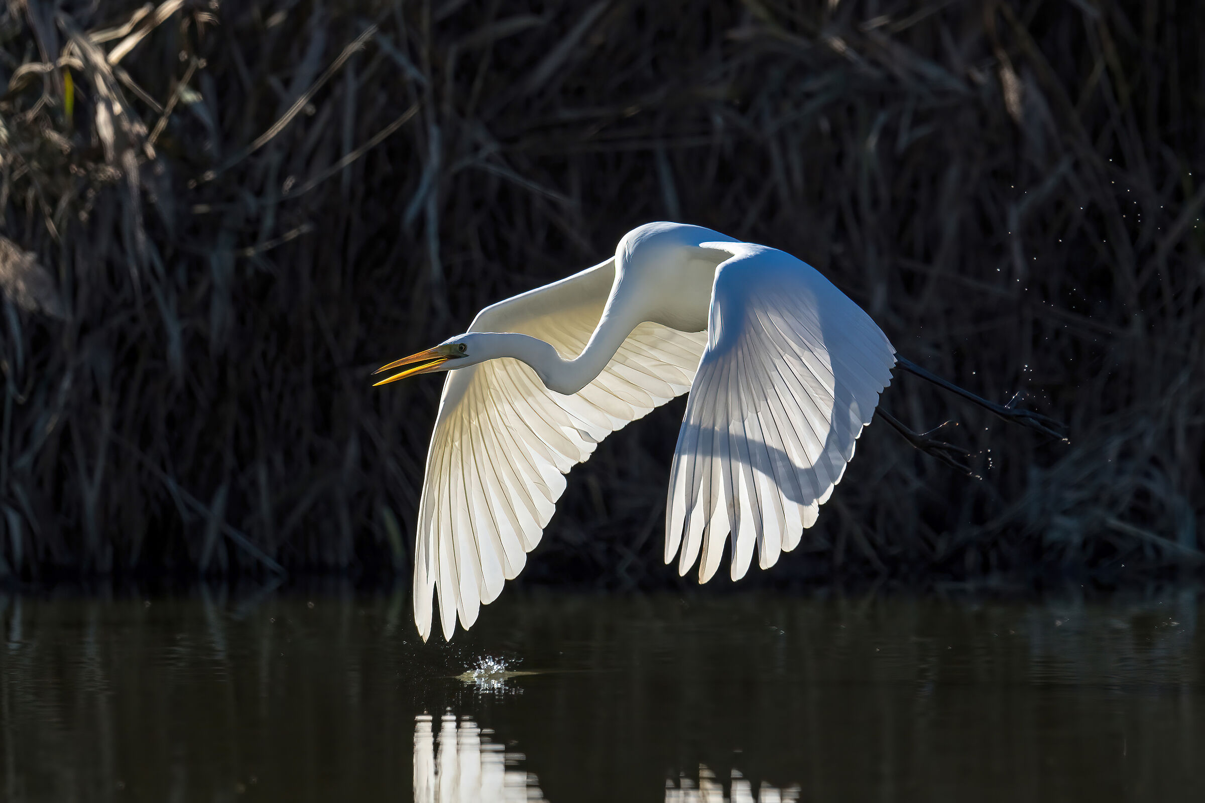 Airone bianco maggiore