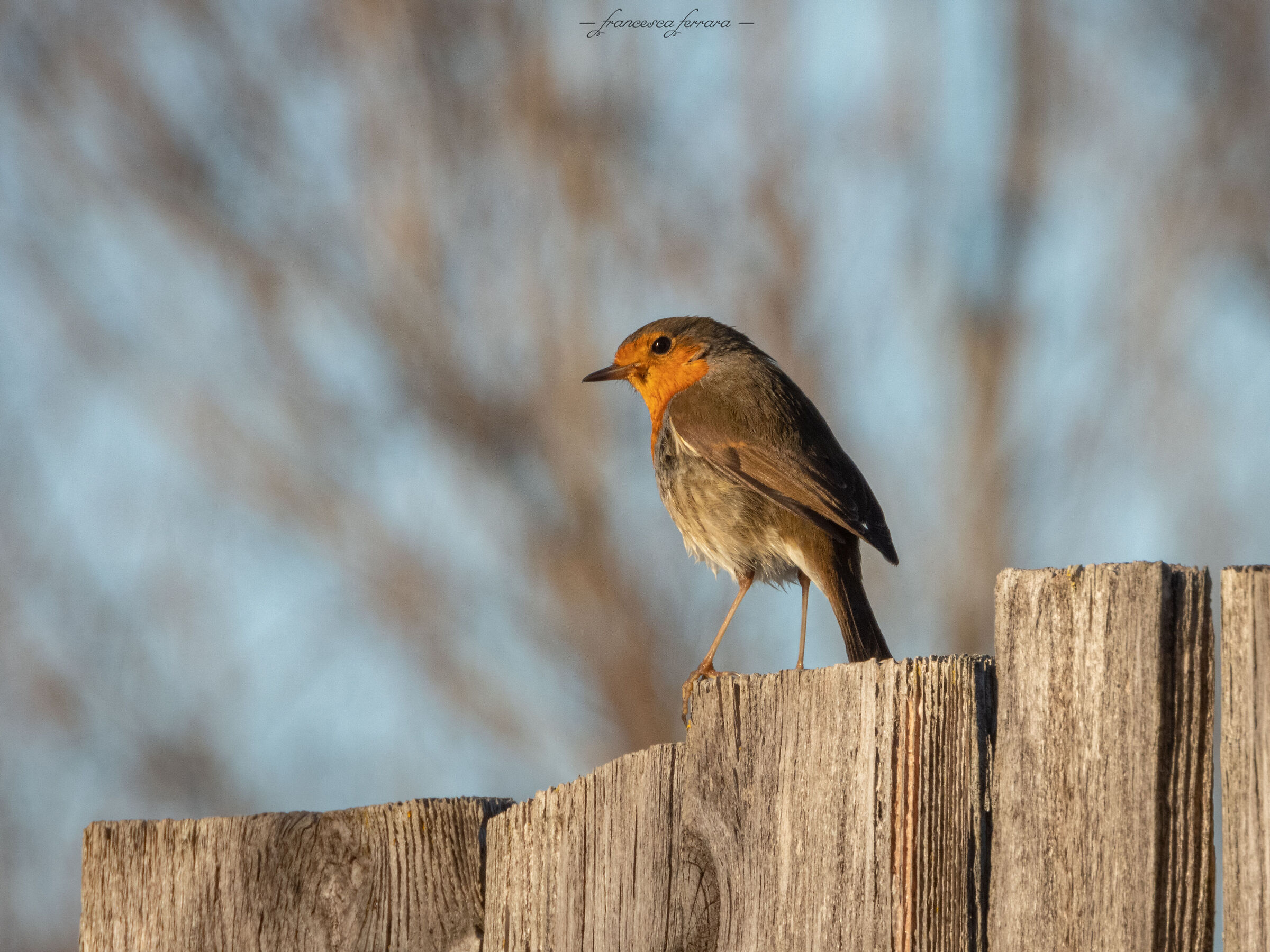 Pettirosso (Erithacus Rubecola)_16