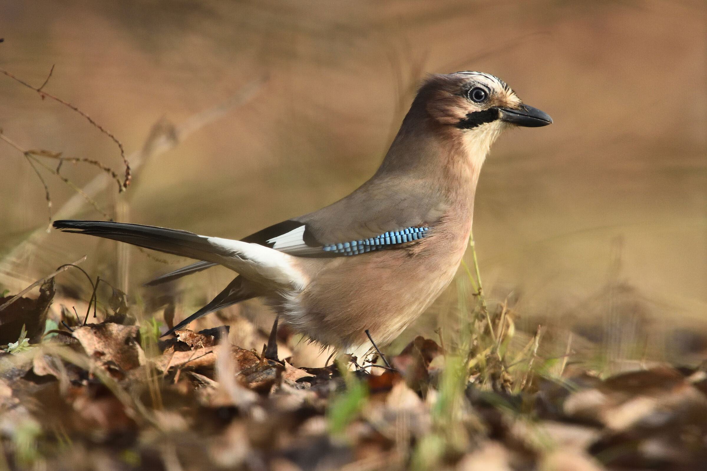 Jay
