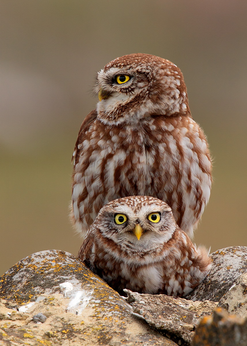 civette in accoppiamento