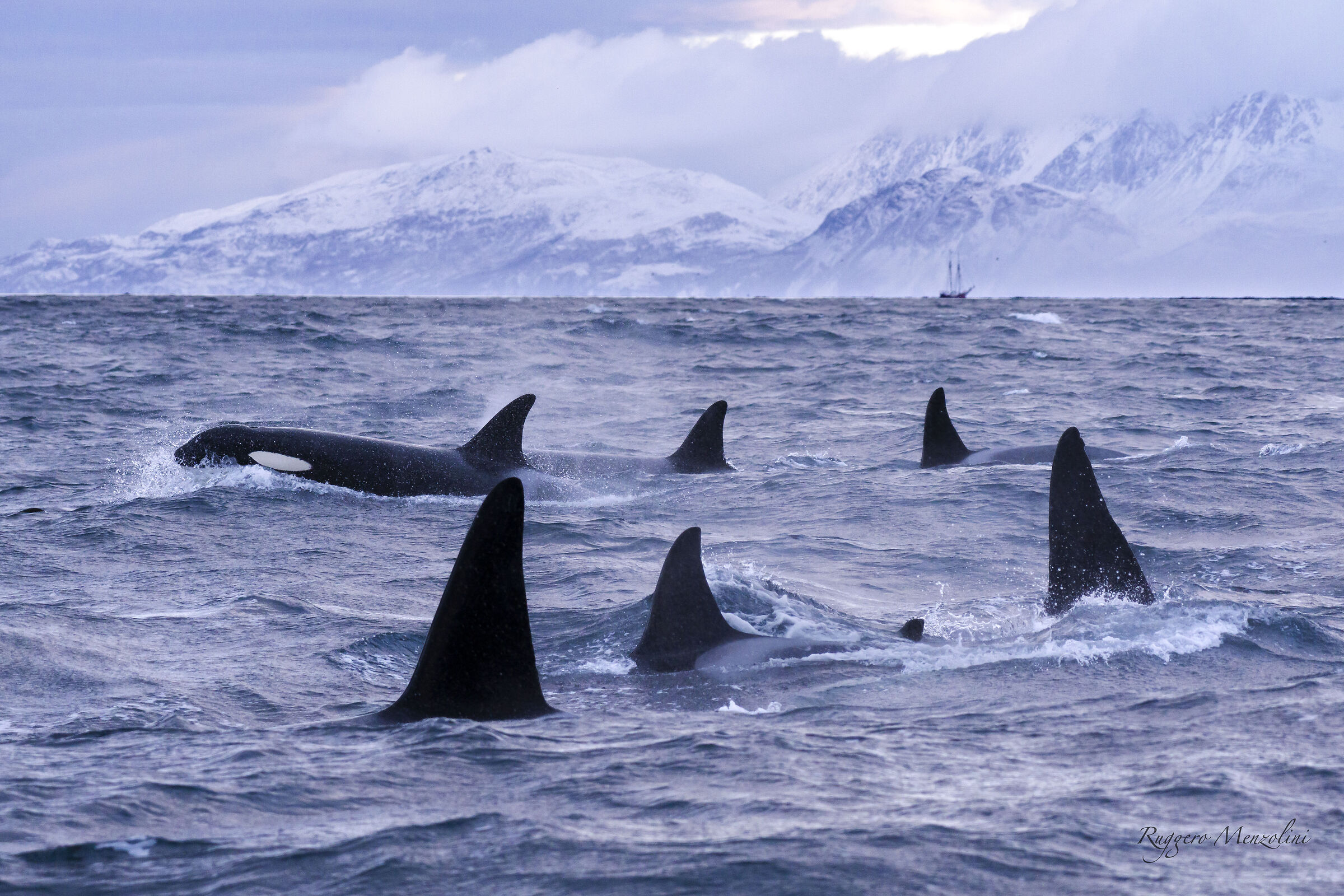 Orcas