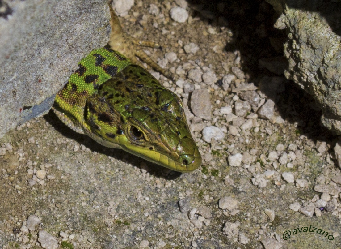 Lizard ((Lacertilia Günther, 1867)