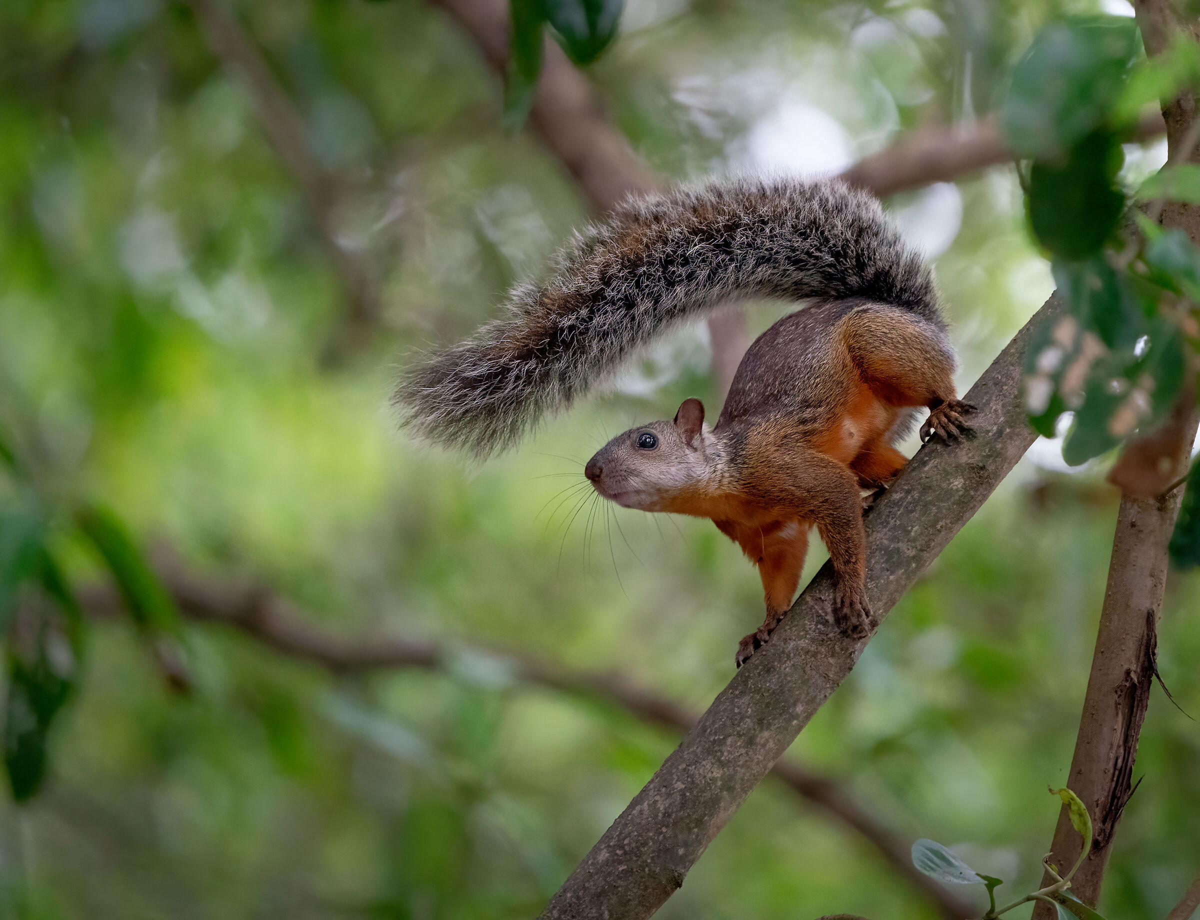 Variegated squirrel