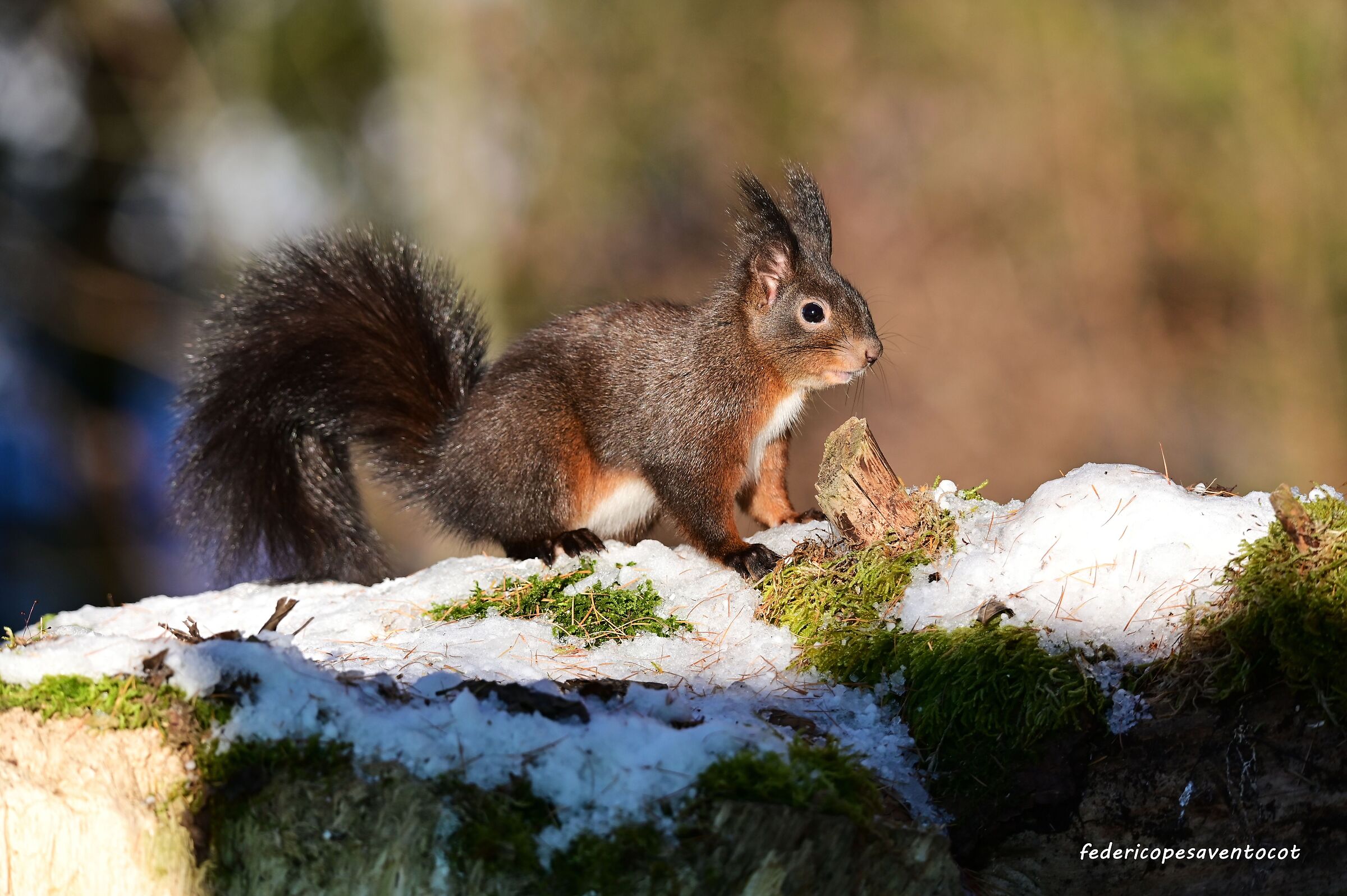 Scoiattolo tra la neve