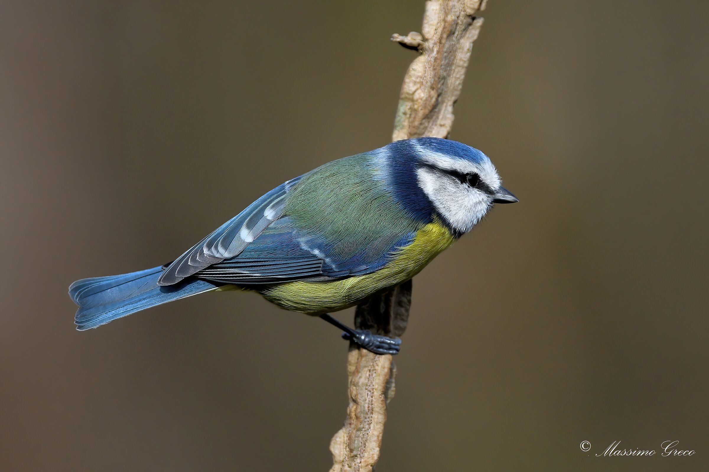 (Cyanistes caeruleus)