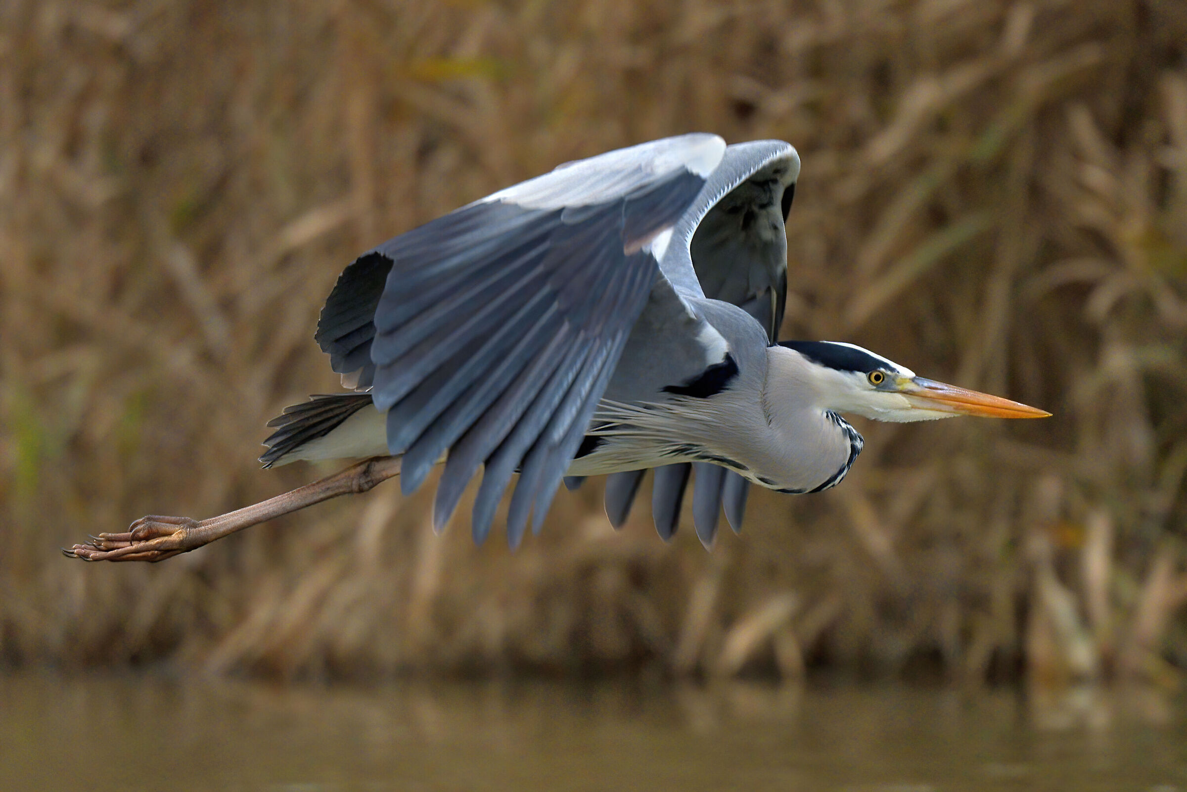 Grey heron