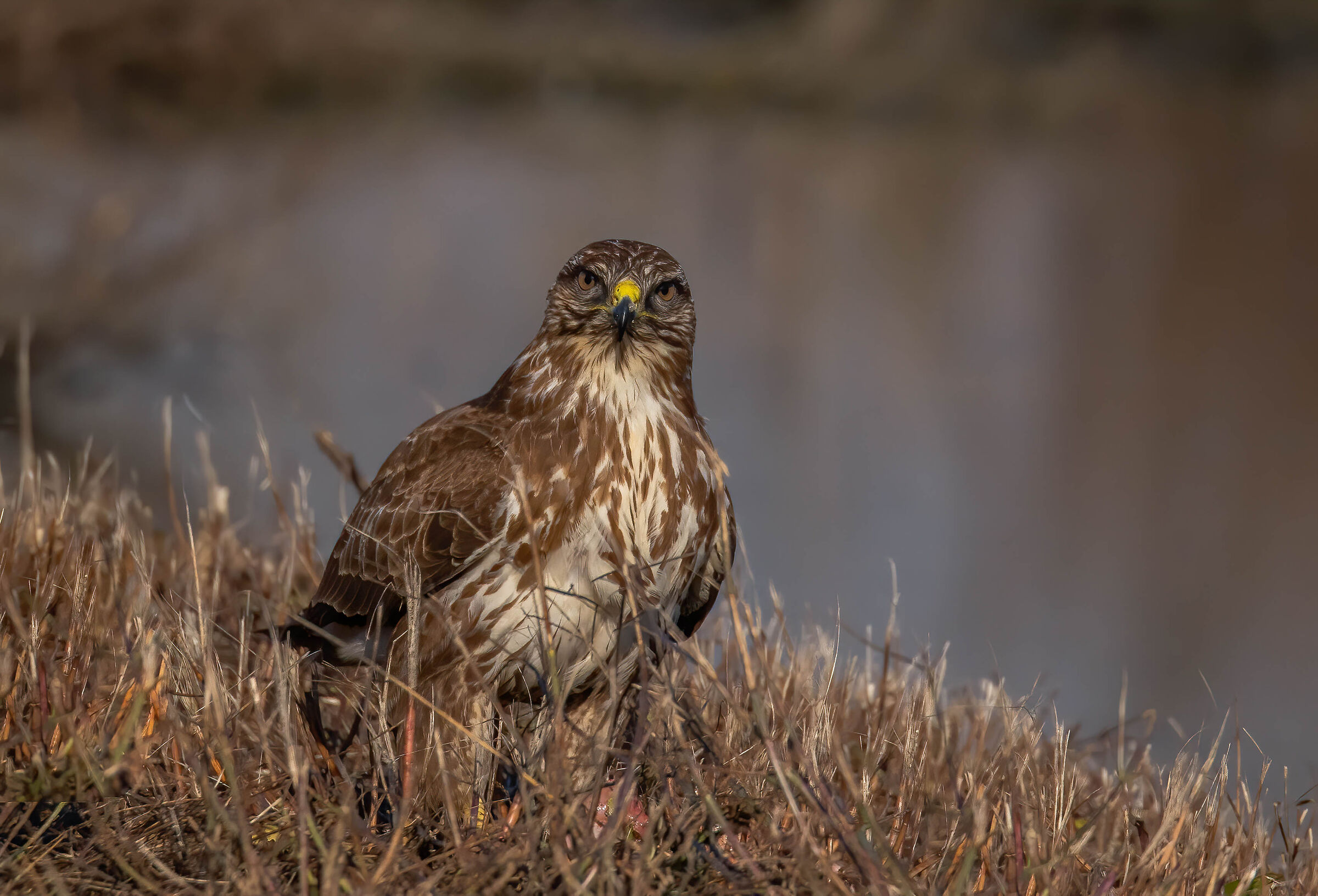 Buzzard