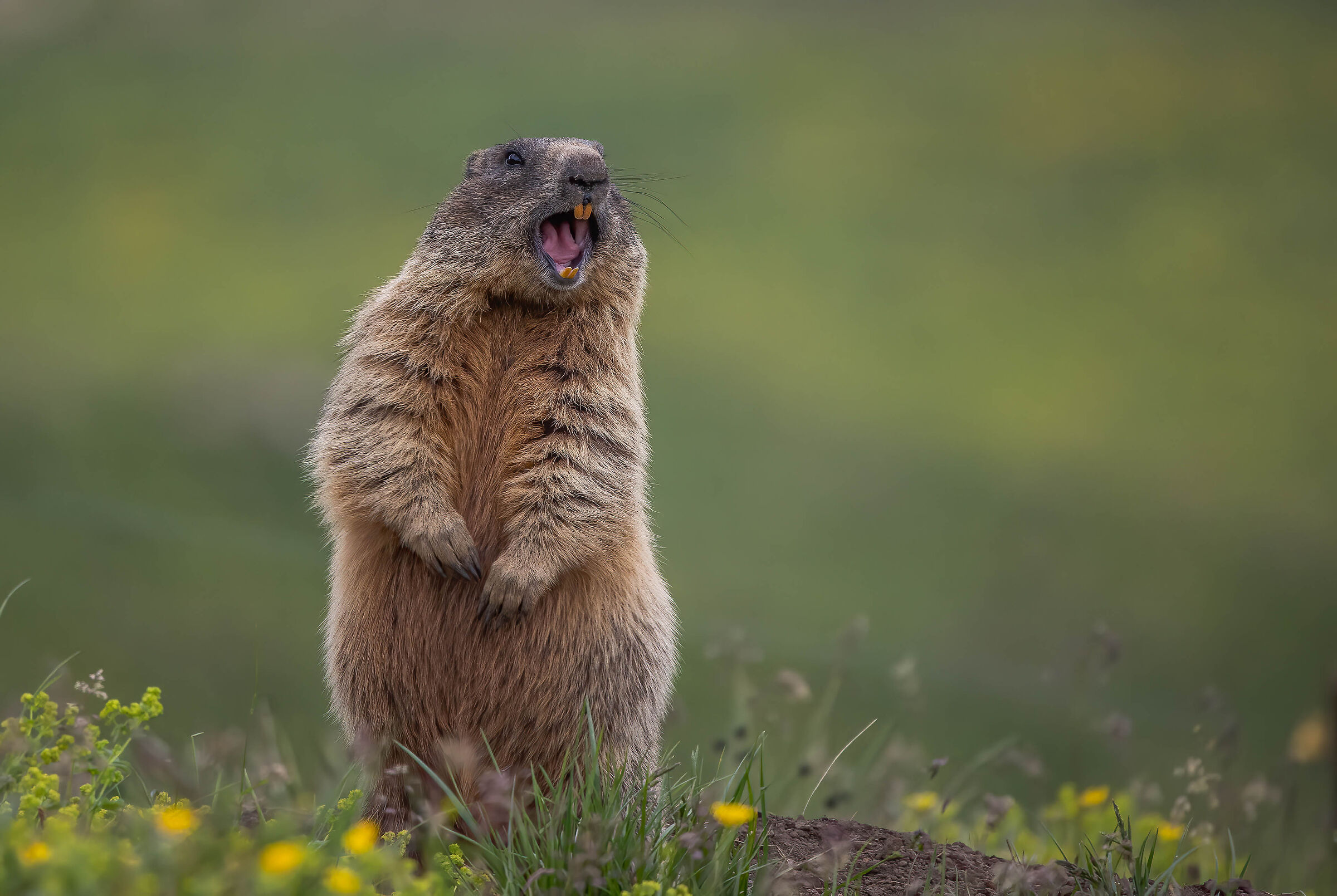 Marmot