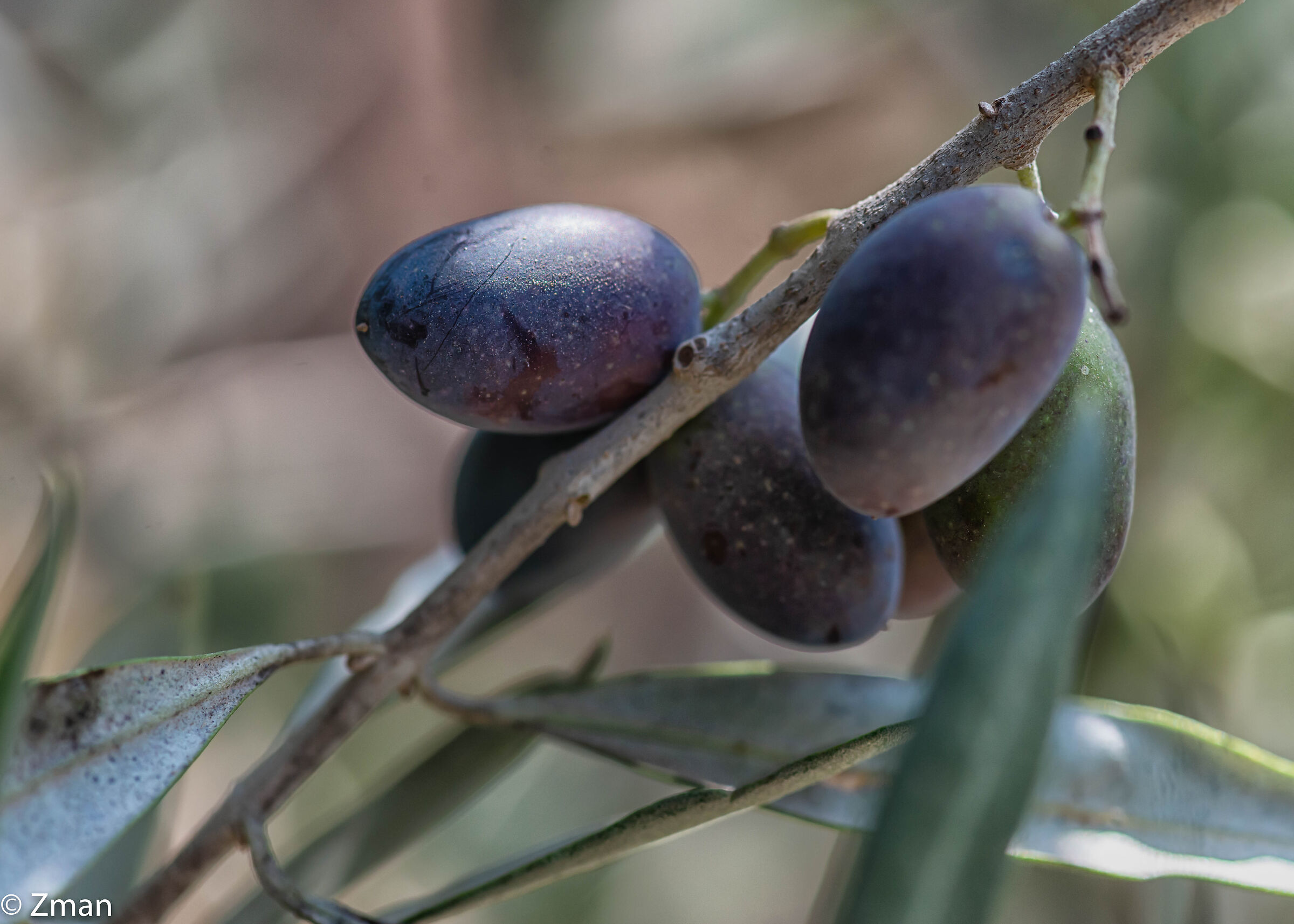 Olives